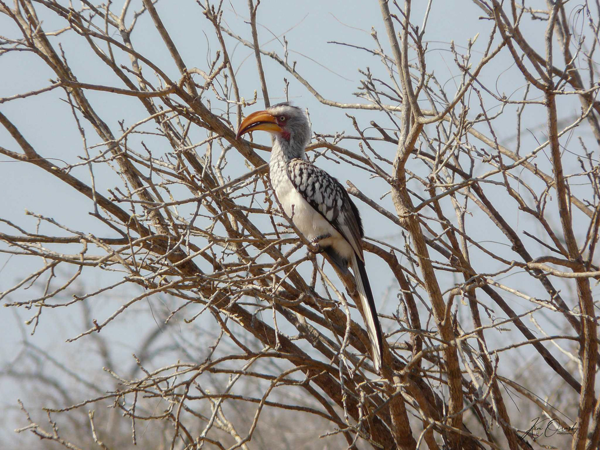 Image# 0126  Hornbill in Africa