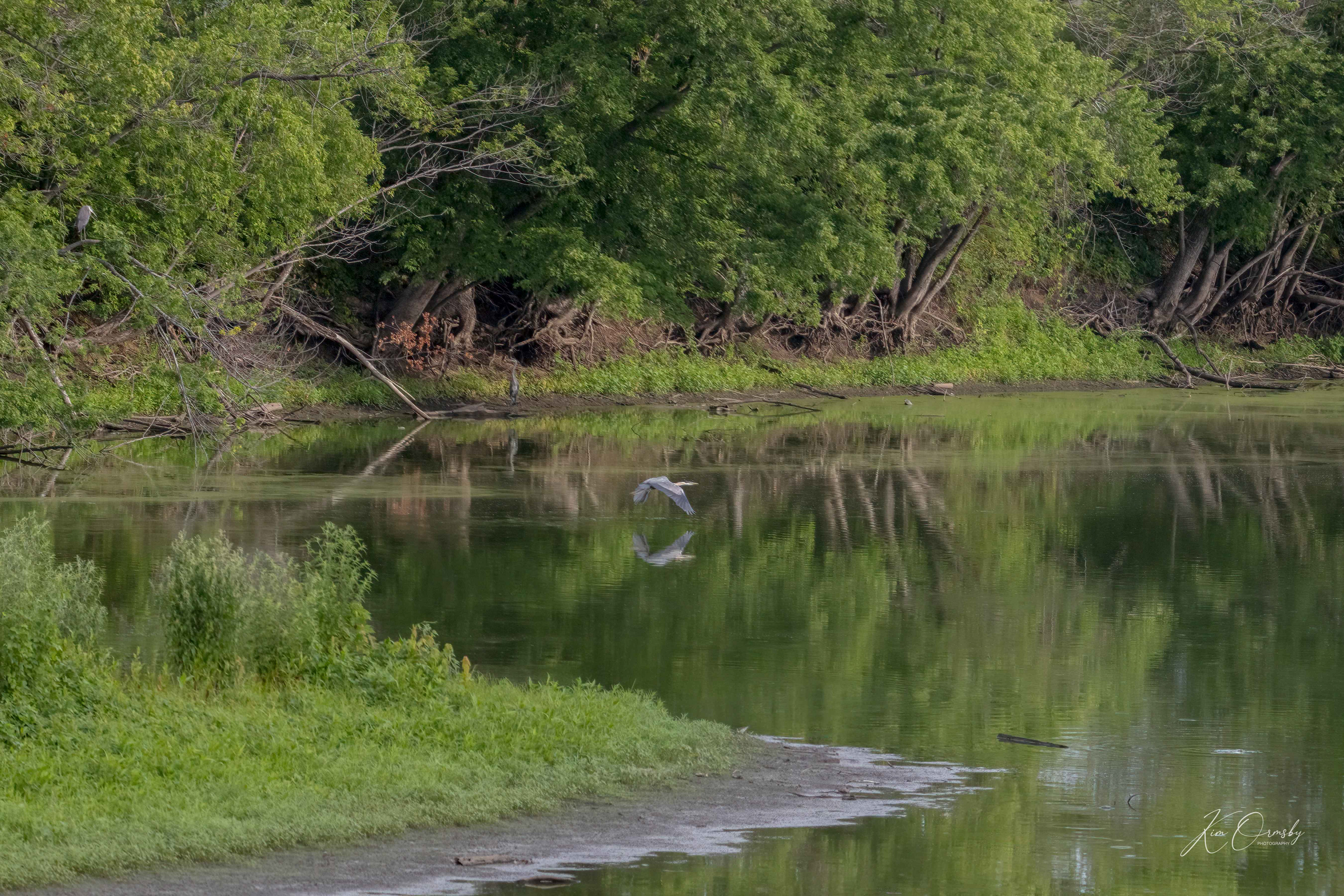 Image# 4914 Emiquon Wildlife Refuge