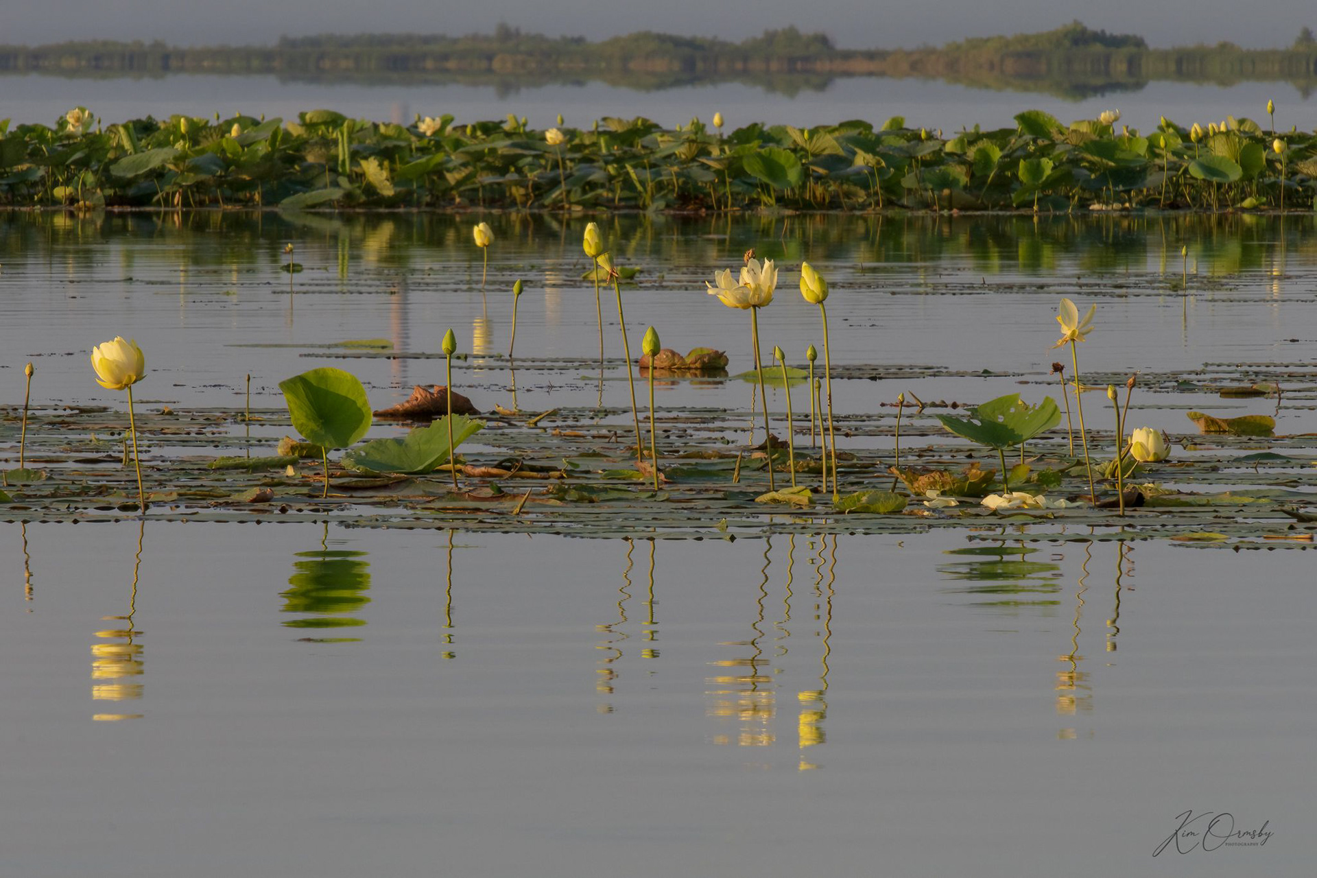 Image# 4616 Emiquon Wildlife Refuge