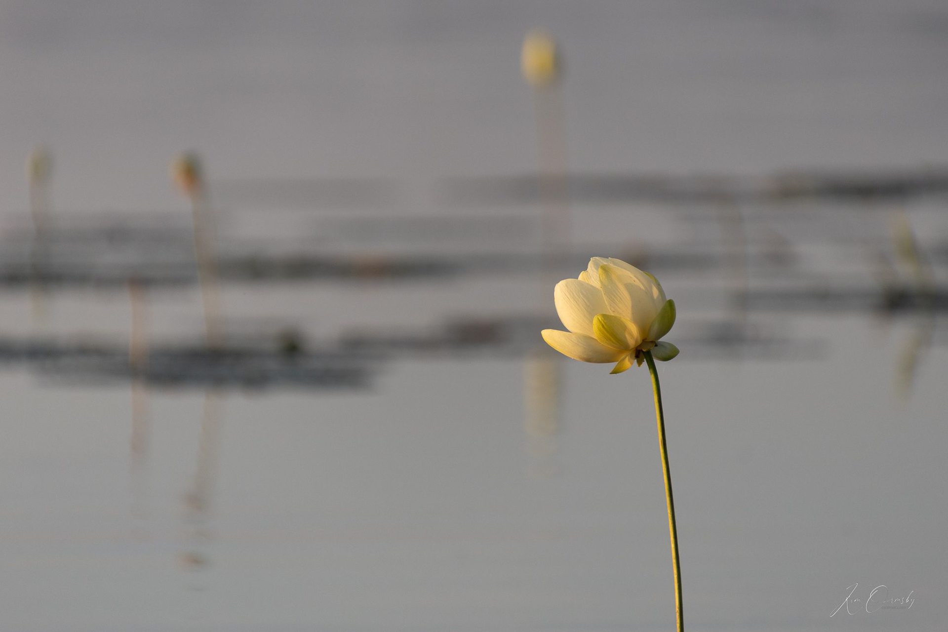 Image# 4591 Emiquon Wildlife Refuge