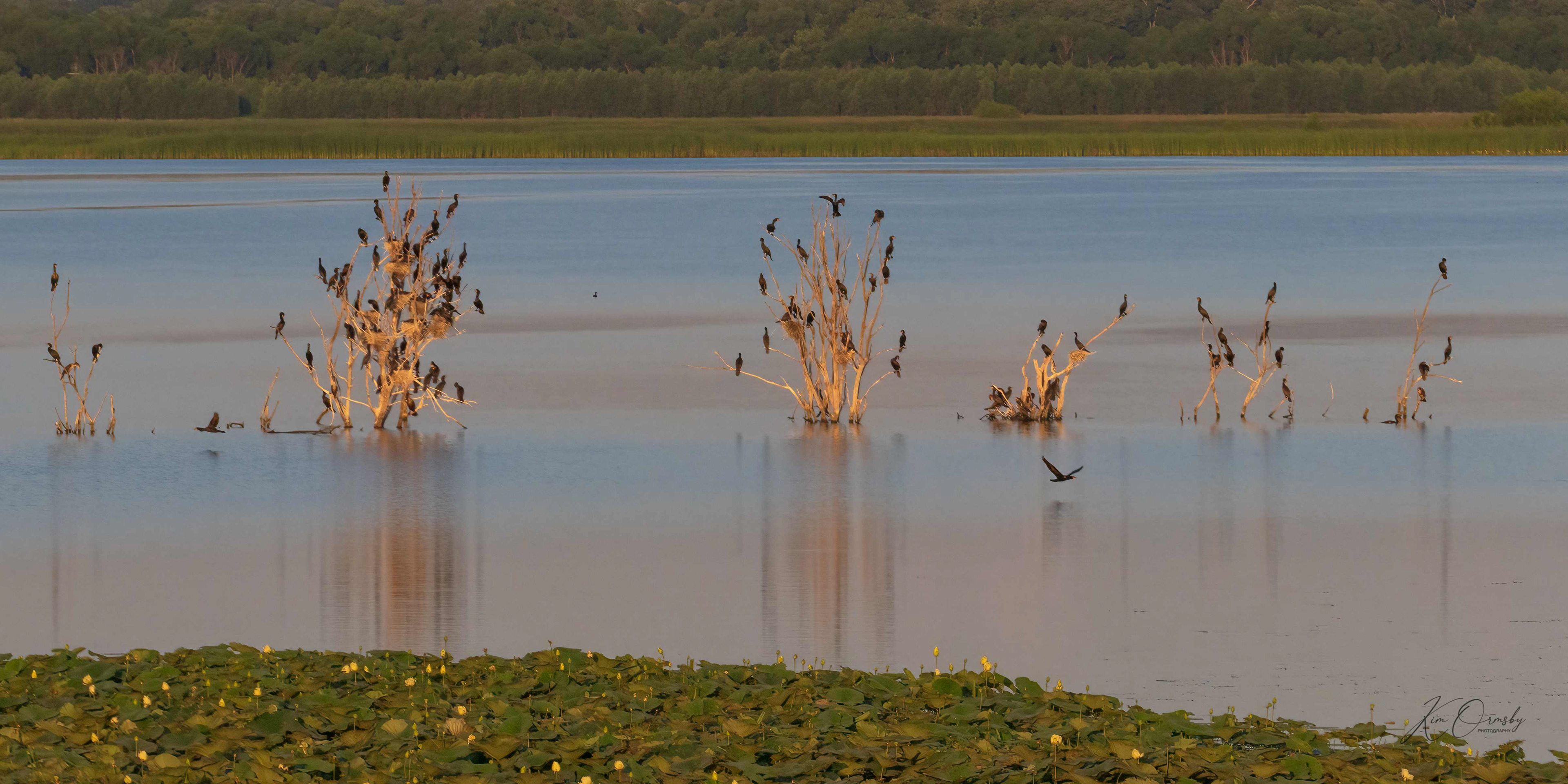 Image# 4429    Emiquon National Wildlife Refuge