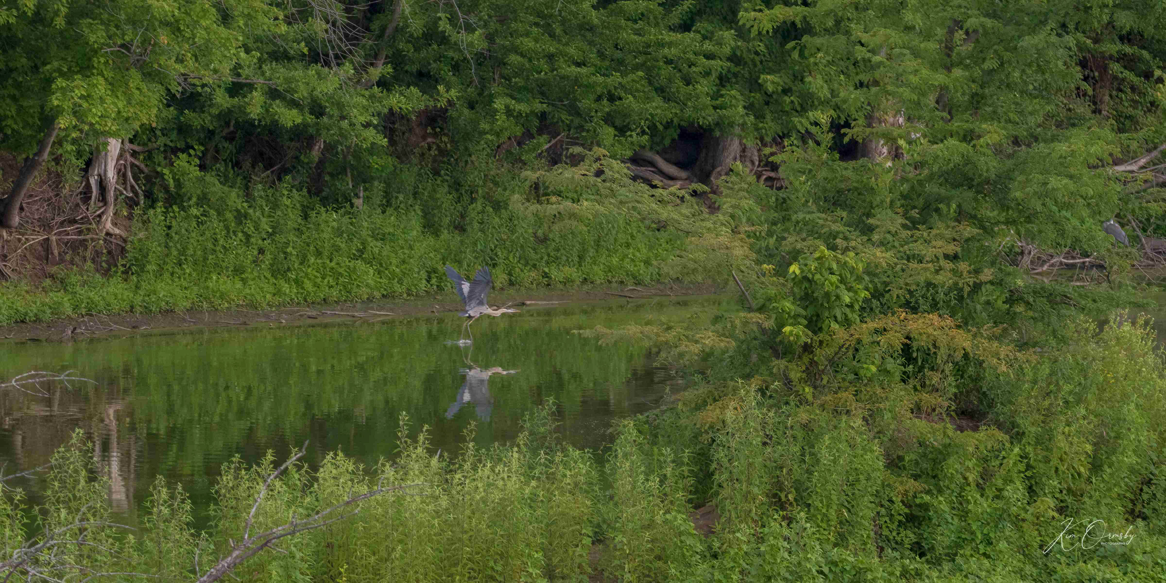 Image# 4911  8x16   Emiquon Wildlife Refuge  