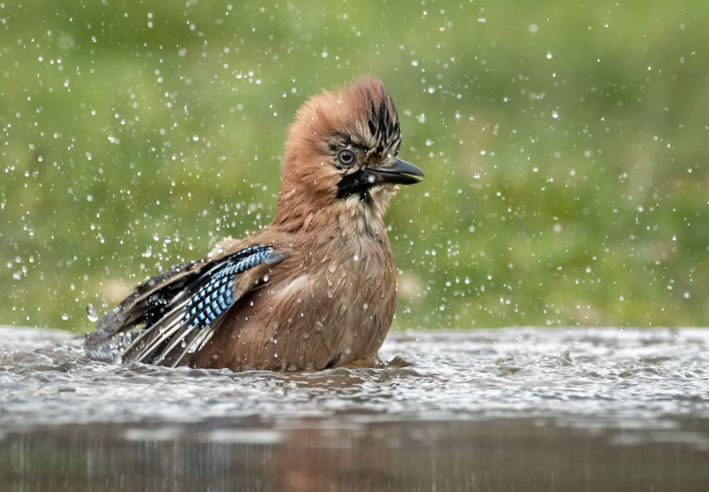 Jay
