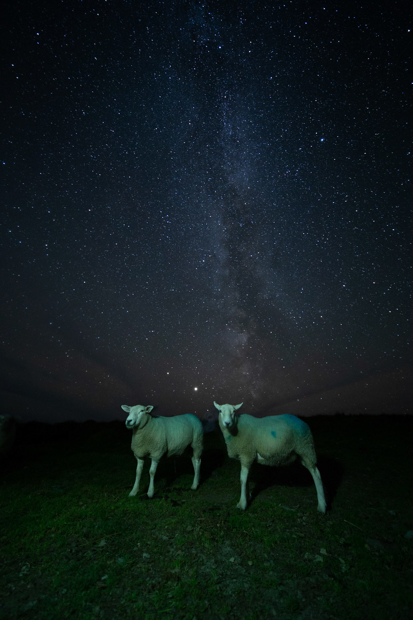 Milky-way and sheep