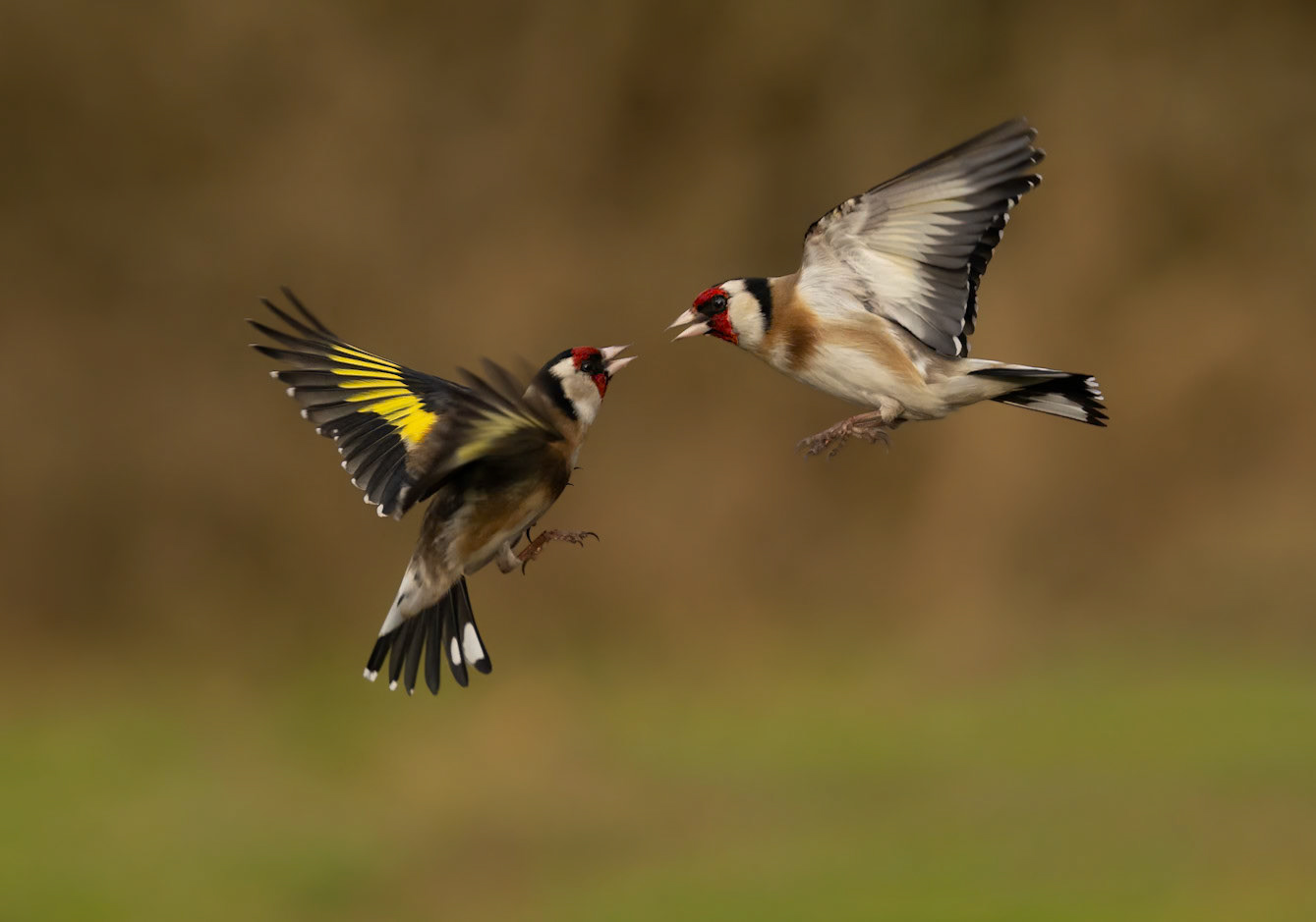 Goldfinch Squabble