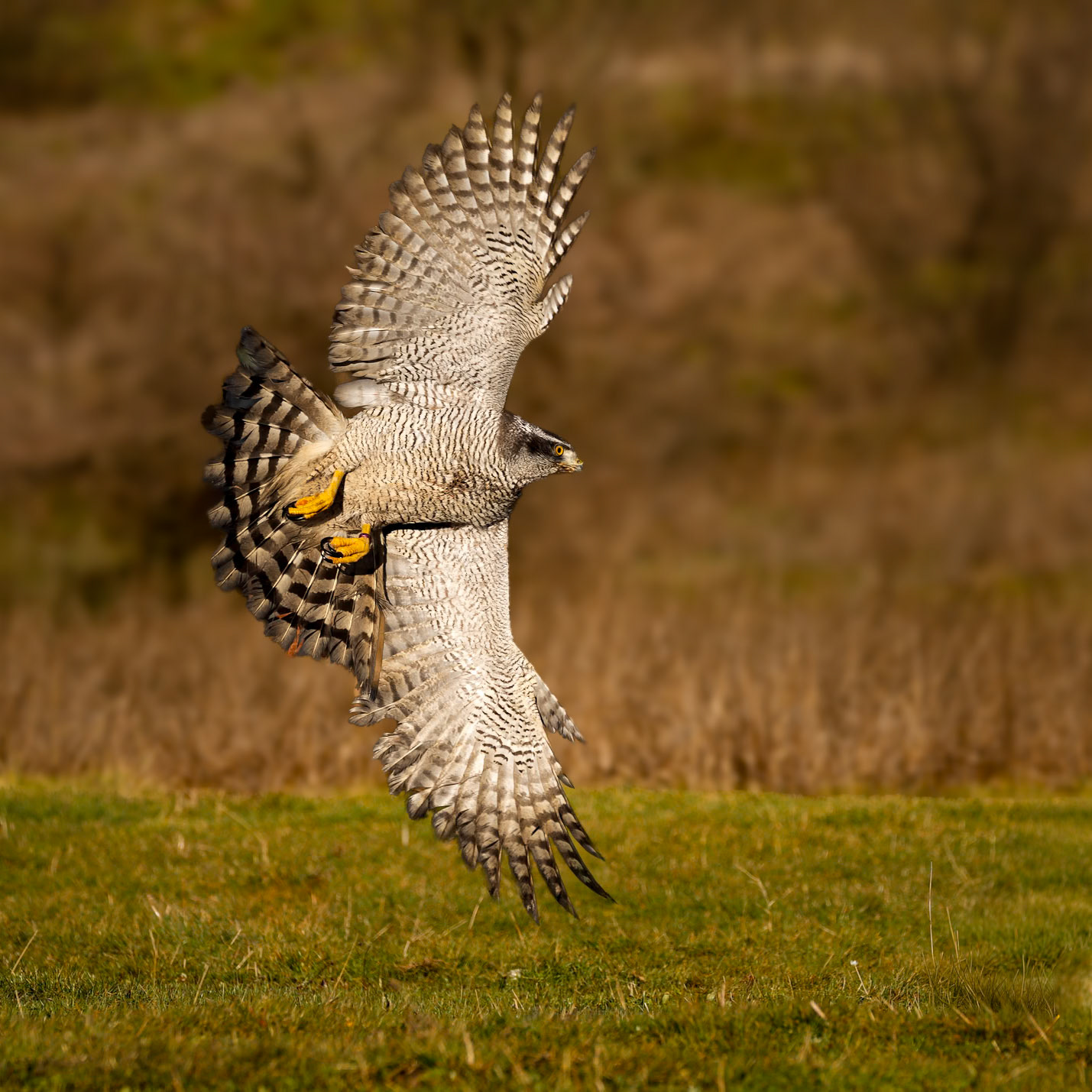 Goshawk Flyby