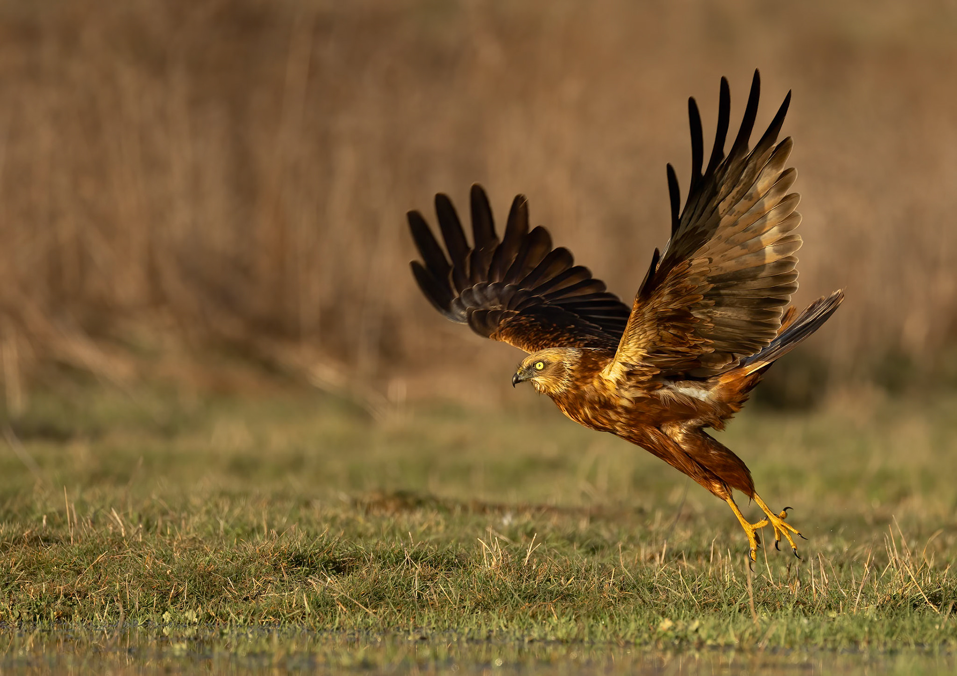 Marsh Harrier