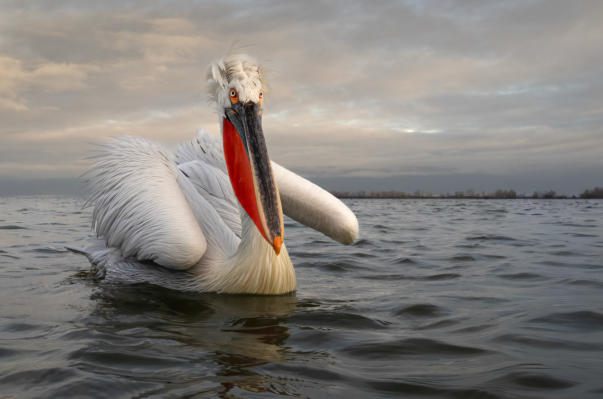 Pelican