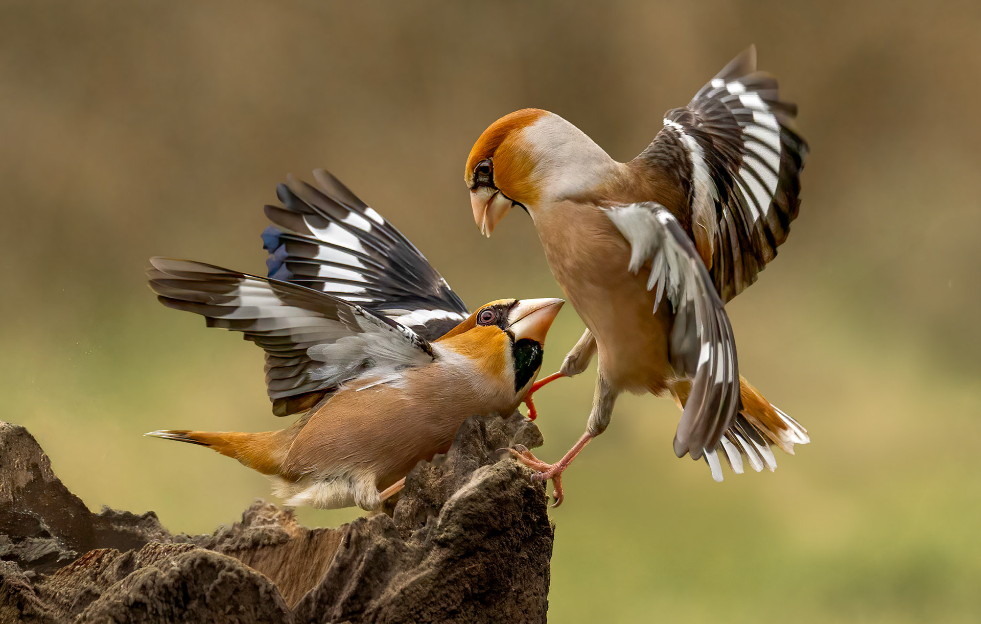 Hawfinch Squabble