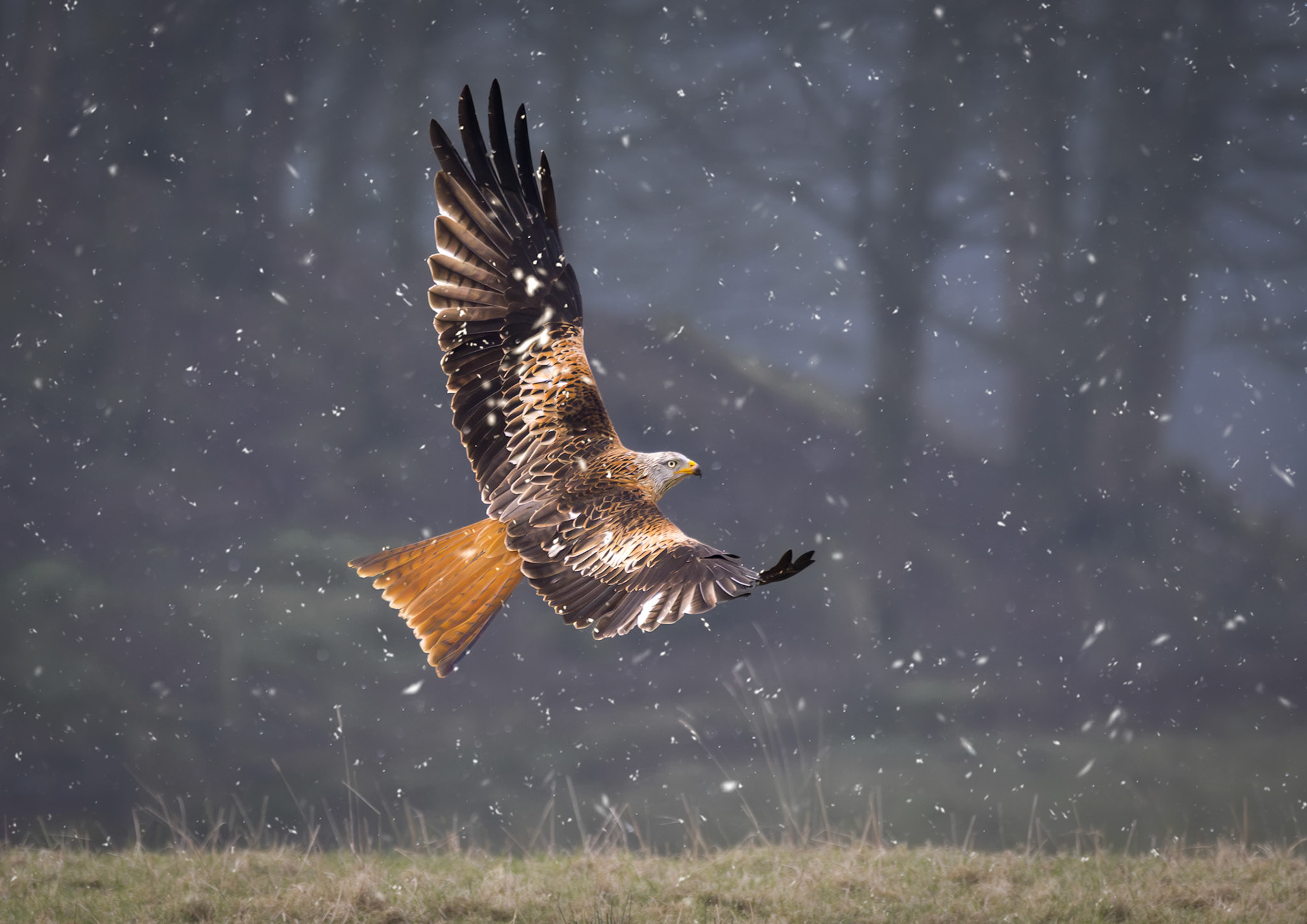 Red Kite