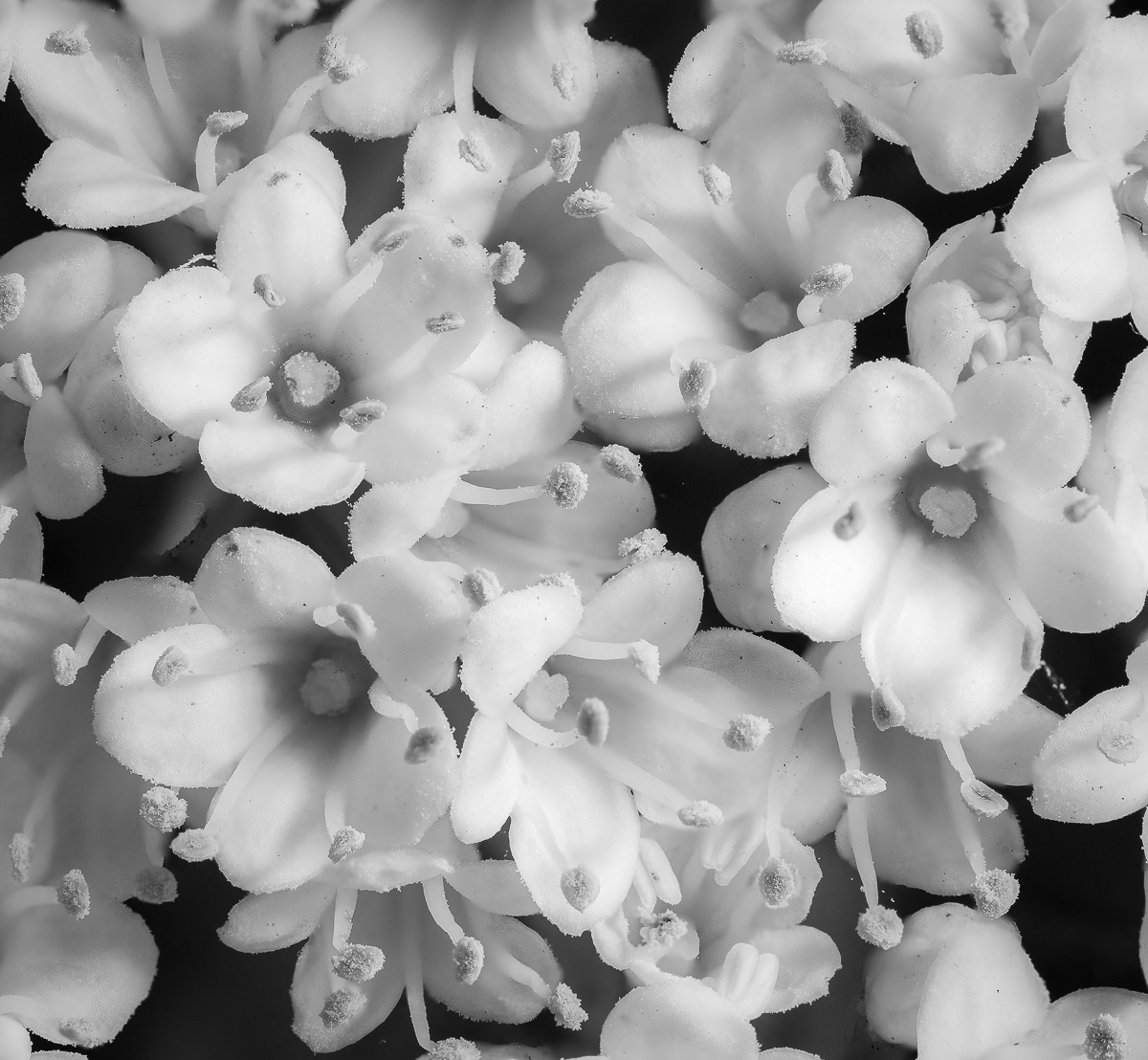 Nature Mono