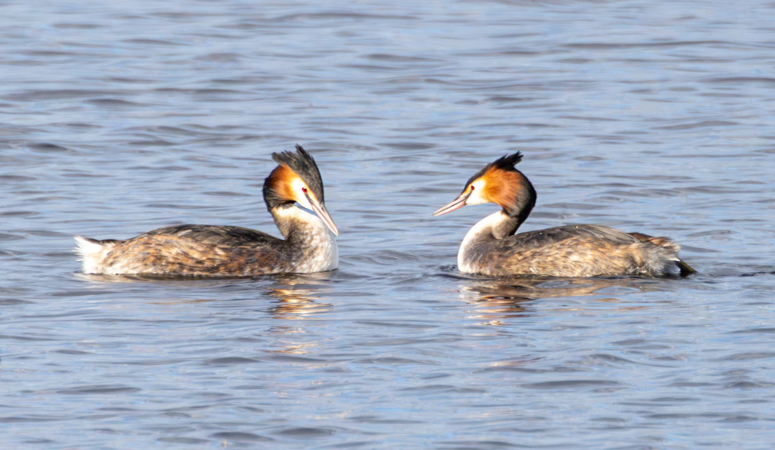 Pair of Grebes