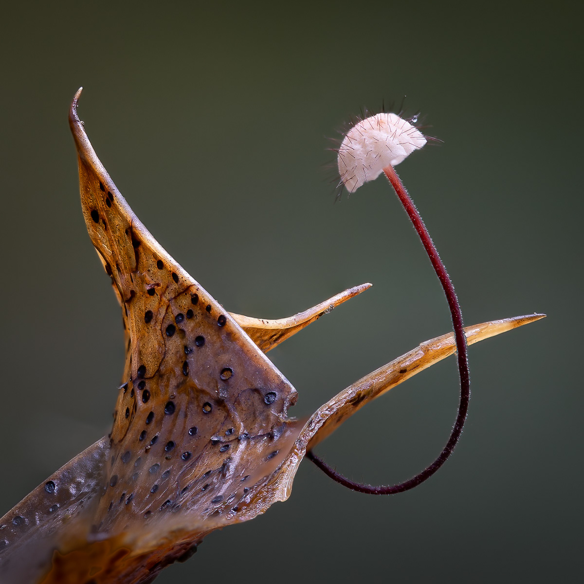 Very pleased to have been awarded J.1st Place with this image in a all Ireland Wildlife competition between NIPA and the IPF. Also scored a maximum of 15 points in the NIPA Interclub competition.