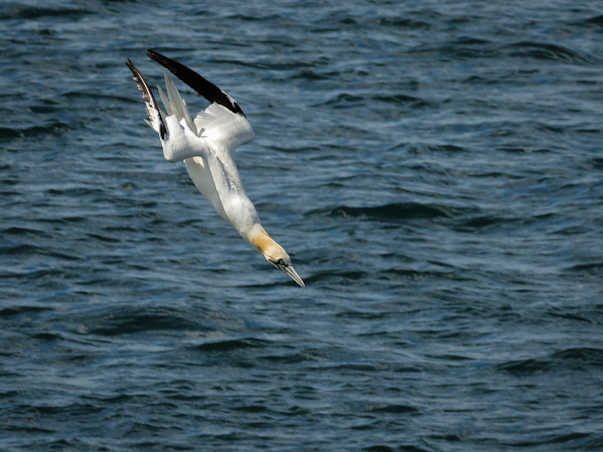 Gannet Dive