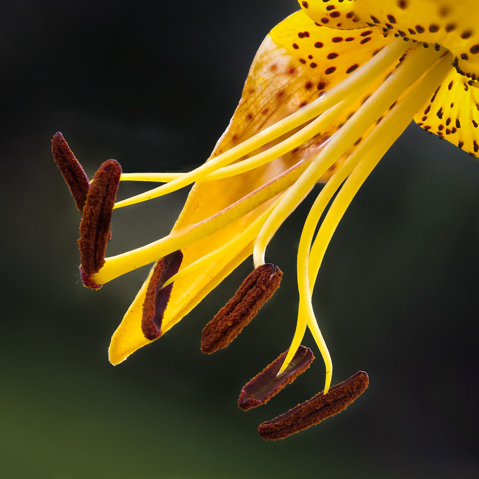 Stamen Closeup