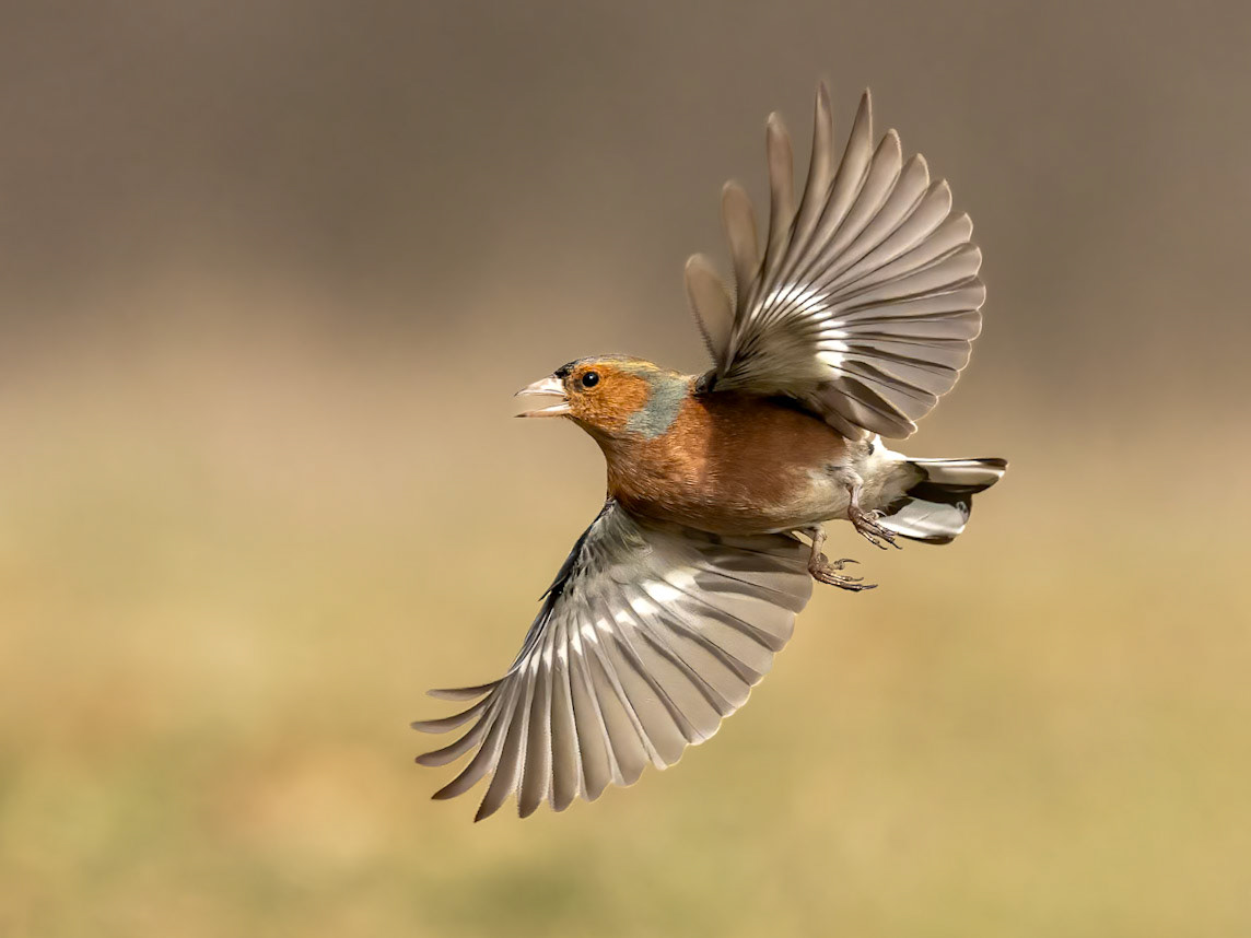 Chaffinch