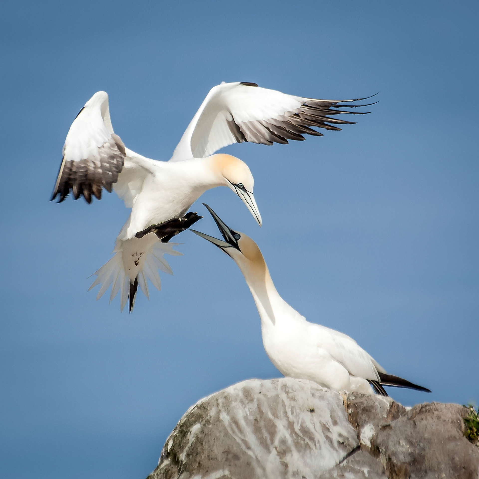 Gannet Homecoming