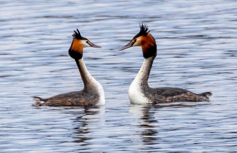 Pair of Grebes