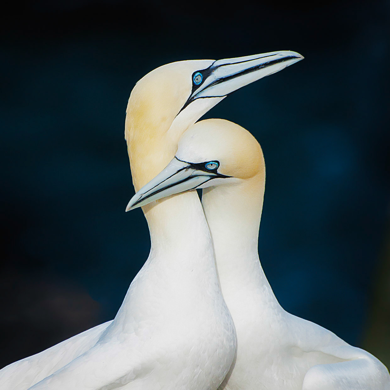 Gannet Affection