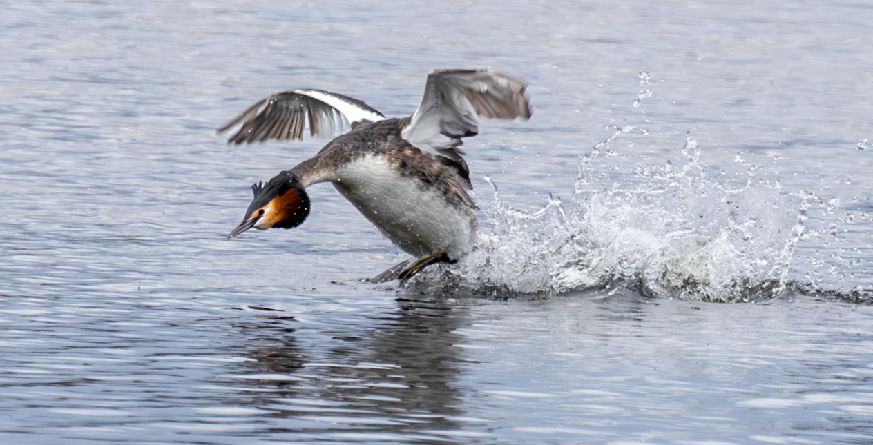 Grebe Landing