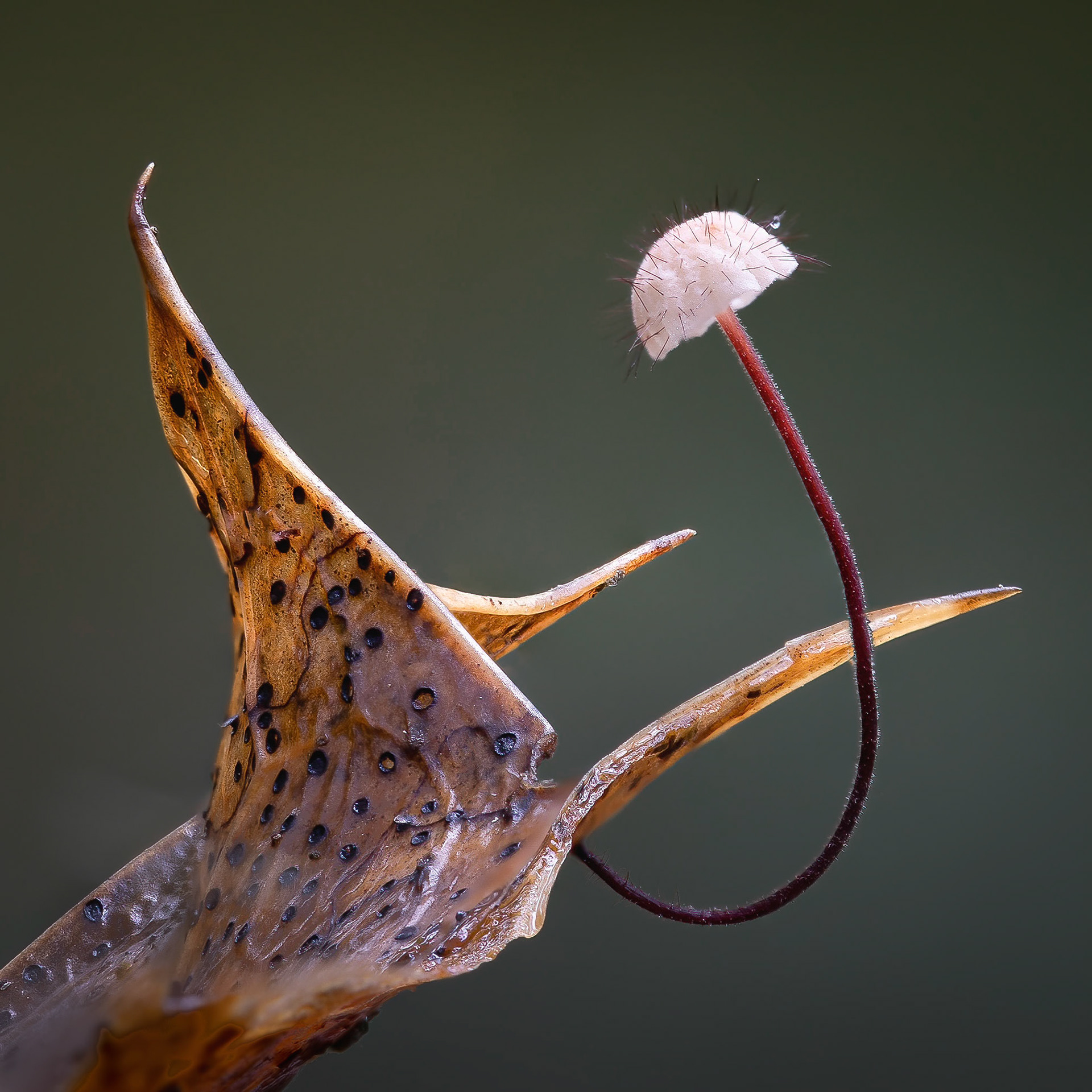 1st Place Advanced Colour General Subjects and Top Print