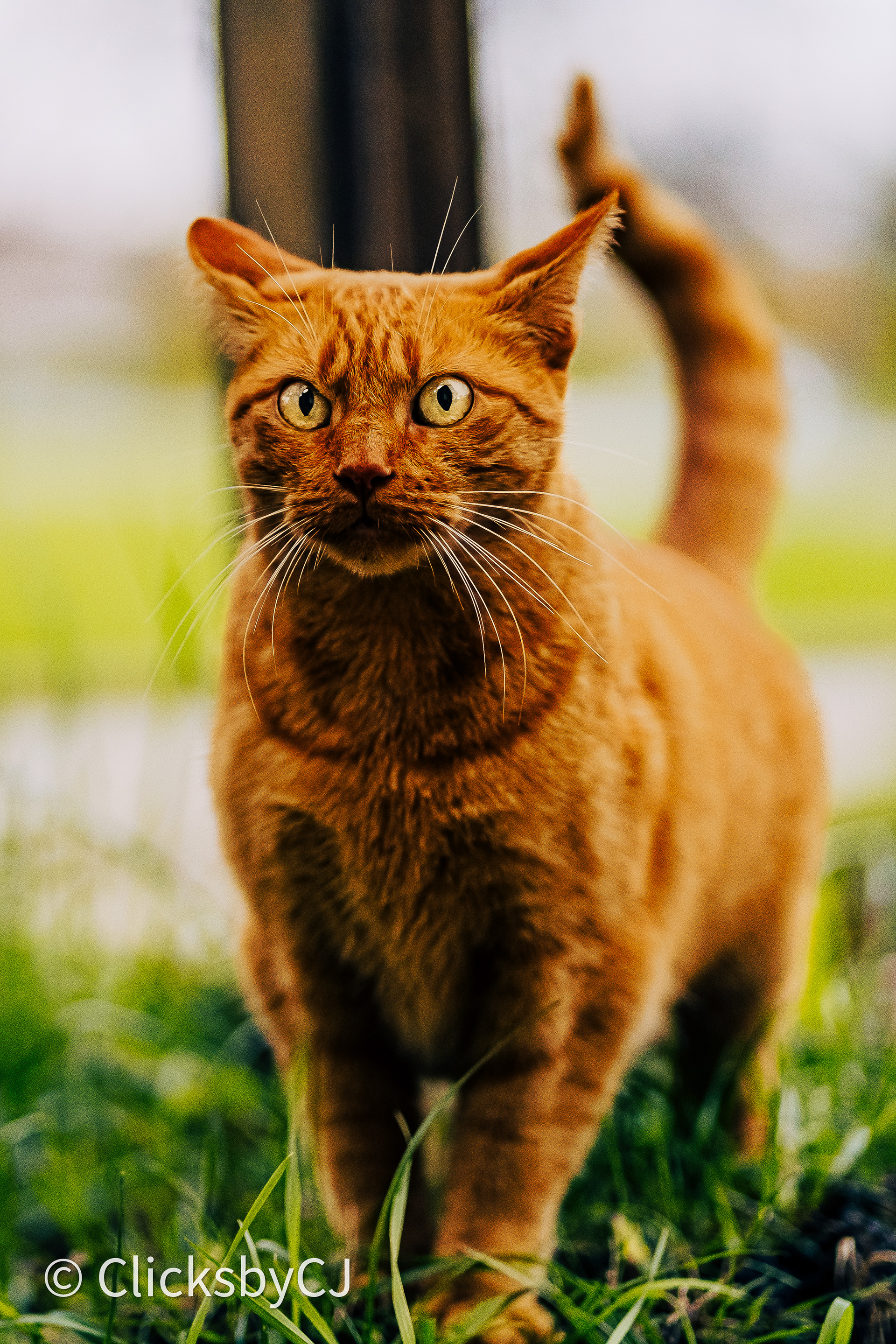 My Neighbor's Cat