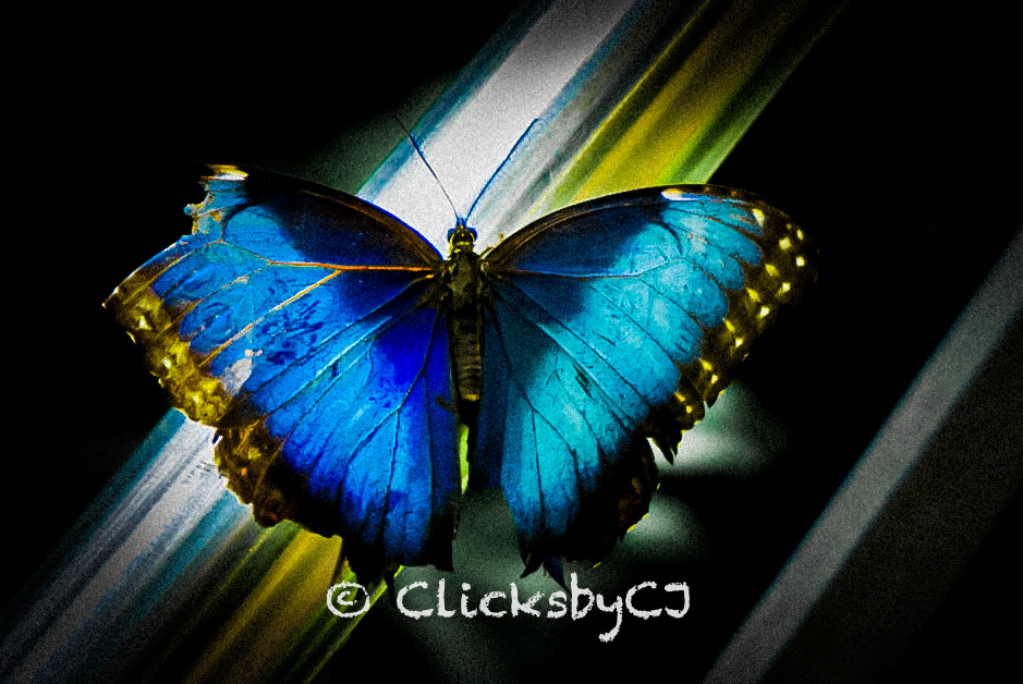 Butterfly Conservatory, Niagara