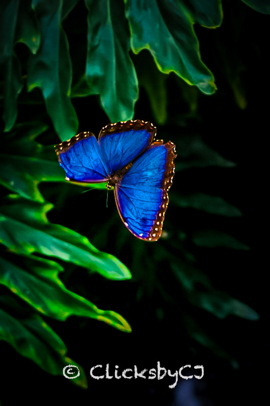 Butterfly Conservatory, Niagara
