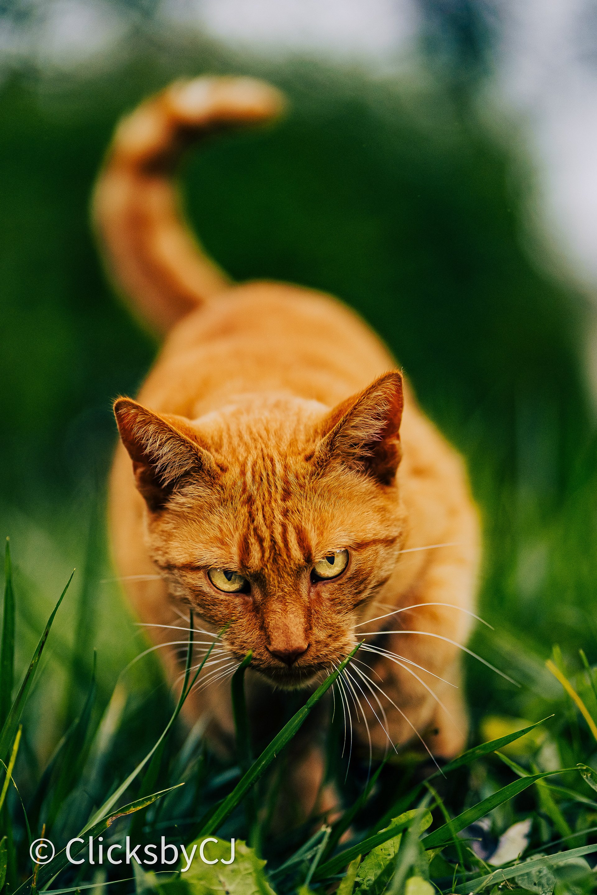 My Neighbor's Cat