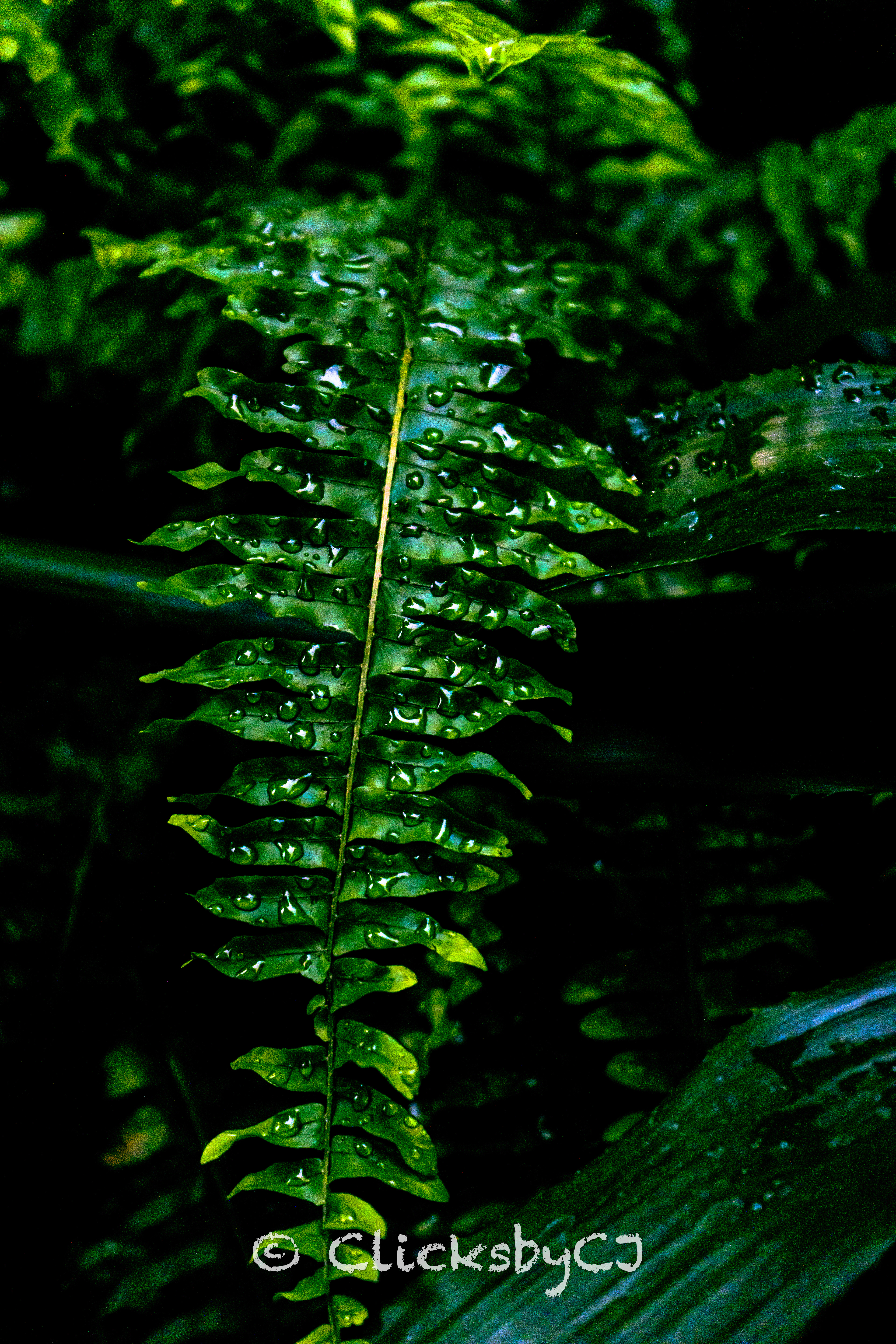 Butterfly Conservatory, Niagara