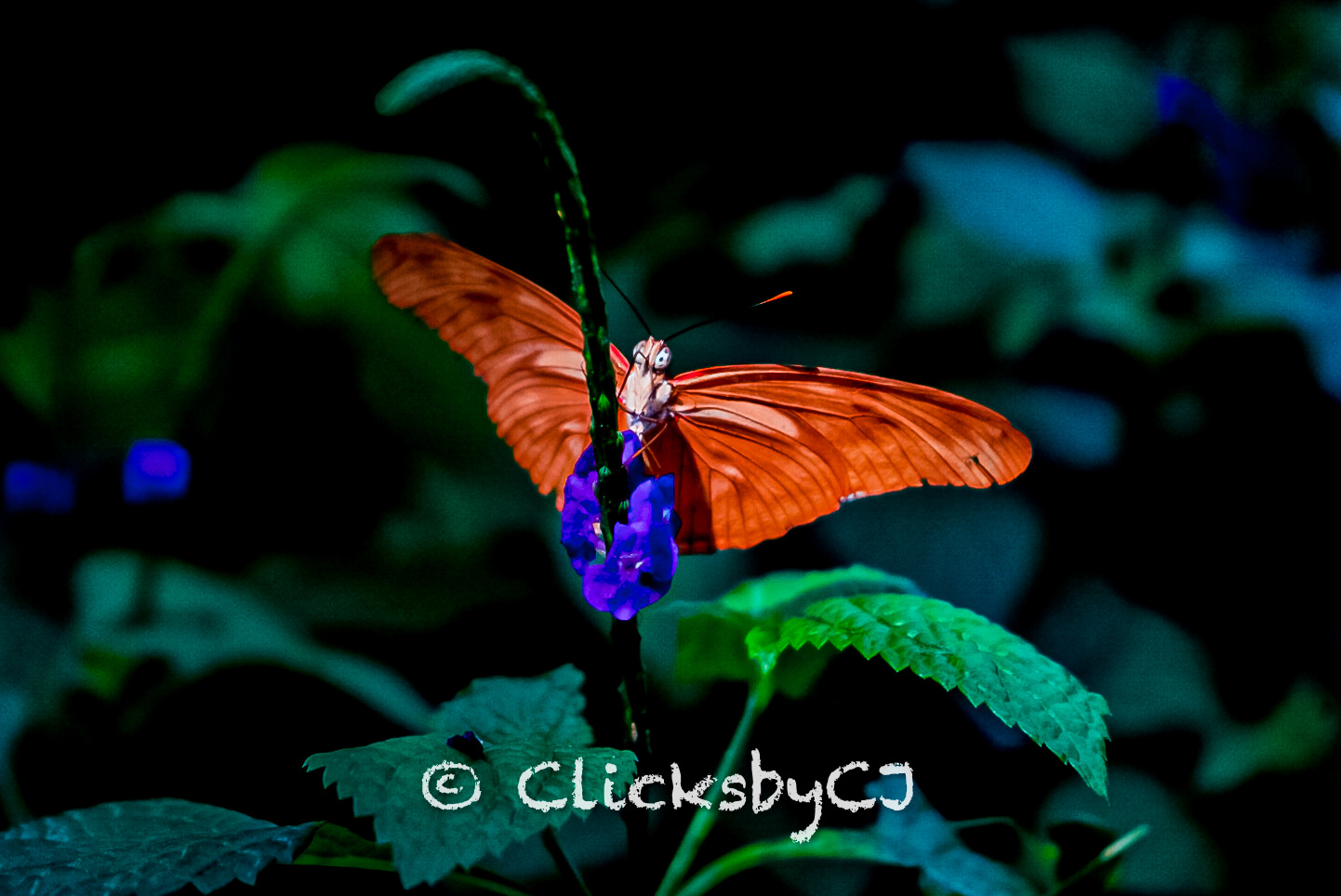 Butterfly Conservatory, Niagara