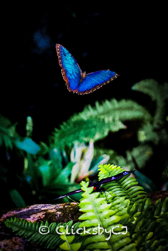 Butterfly Conservatory, Niagara