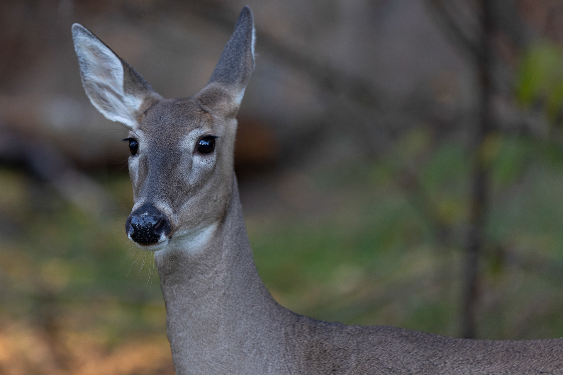A whitetail doe perks her ears at a noise while she grazes in the woods in Athens, Ohio, Oct. 18, 2023. According to the Ohio Division of Natural Resources Division of Wildlife 2022-2023 deer hunting report, over 200,000 whitetail deer were tagged during hunting season.