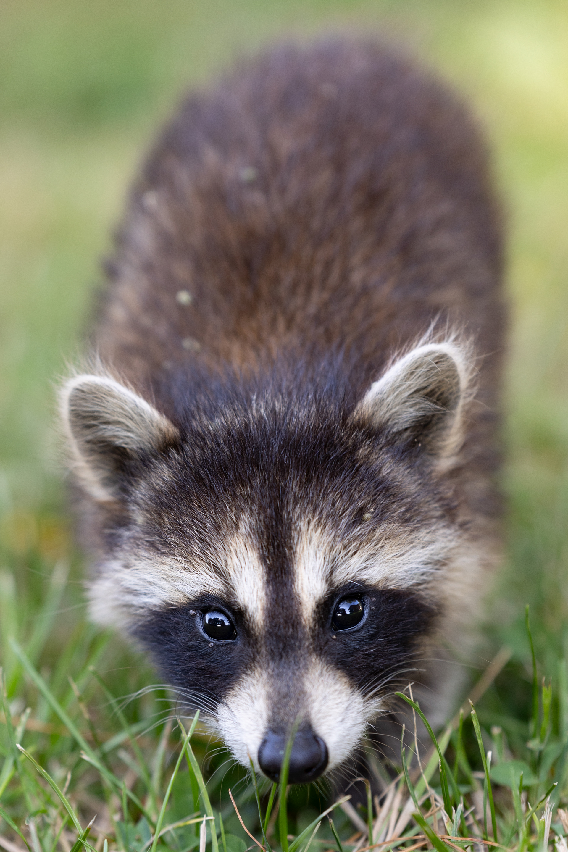 A baby racoon or kit, searches the grass for small insects to eat June 14, 2023, Hamden, Ohio. The racoon was one of three kits orphaned after their mother was hit by a car. 