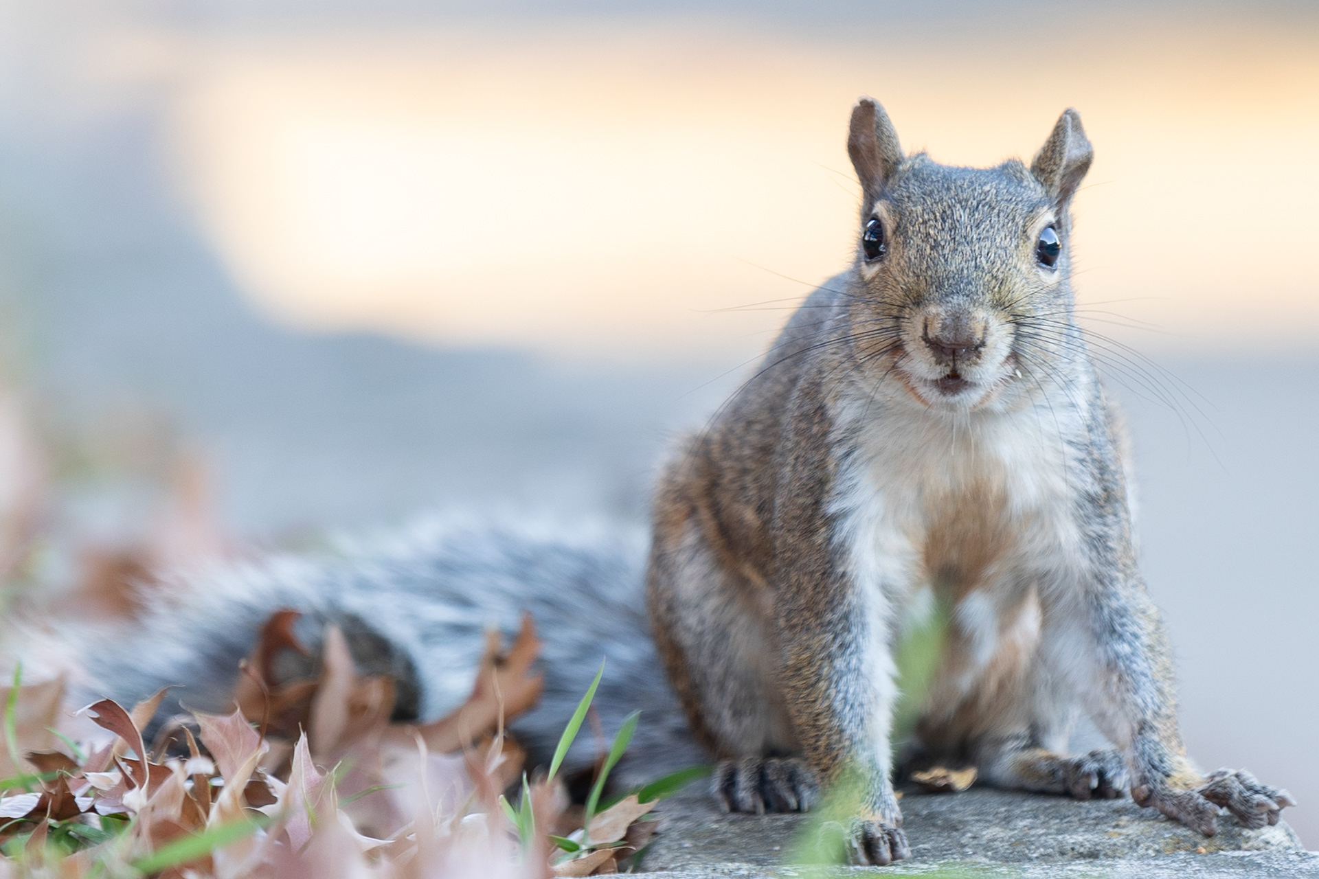 A squirrel sits on a concrete wall Nov. 16, 2023, Athens, Ohio.