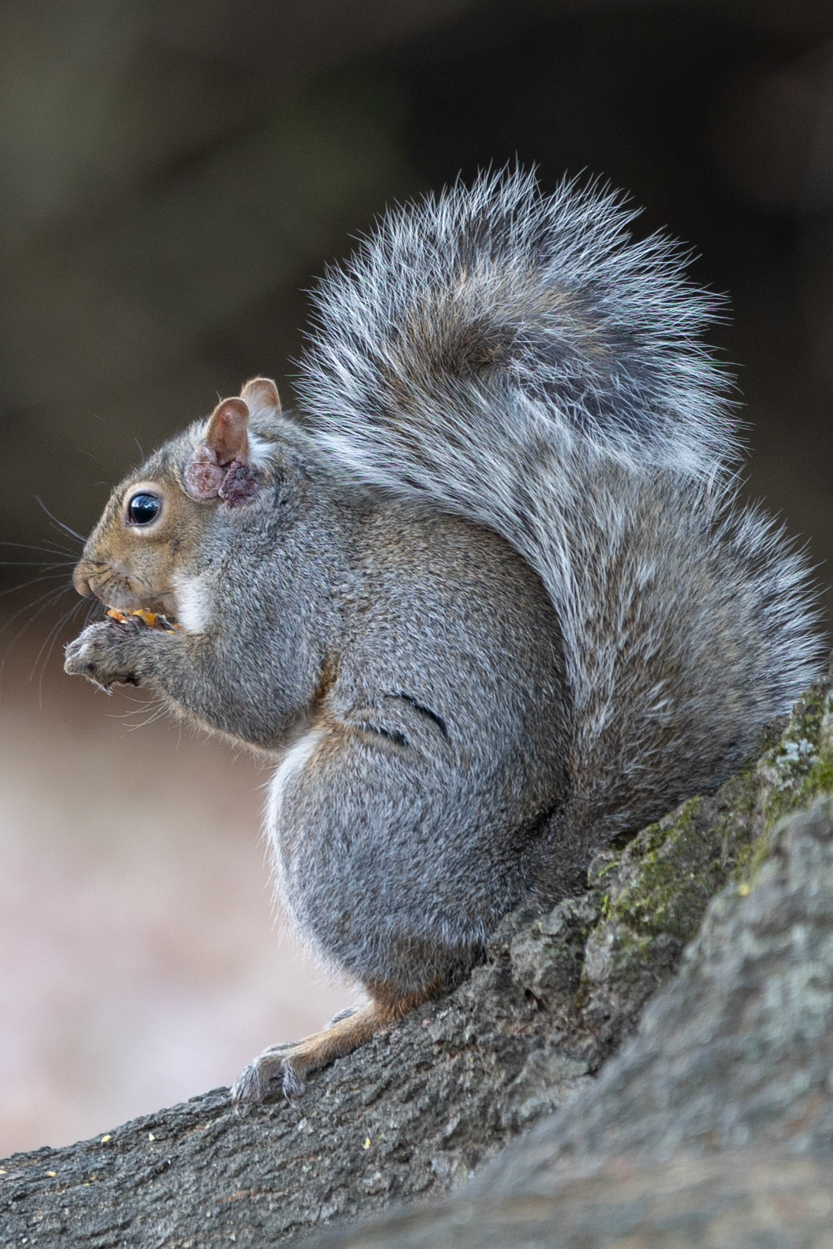 A grey squirrel chews on a fallen acorn Nov. 15, 2023, Athens, Ohio. 