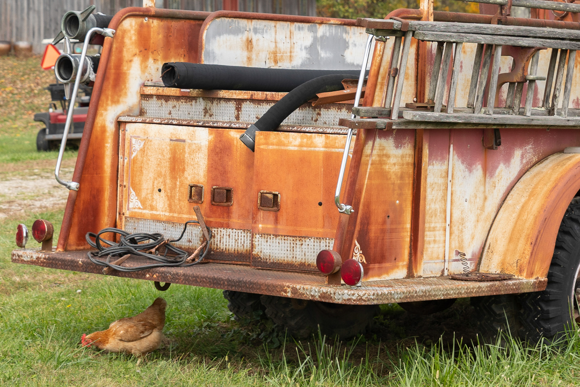 A chicken pecks the ground underneath an old firetruck on the Lewis Farm, across the street from Libby's Pumpkin Patch. Kevin Lewis is the co-owner of Libby's and the tractor driver for the hayrides.