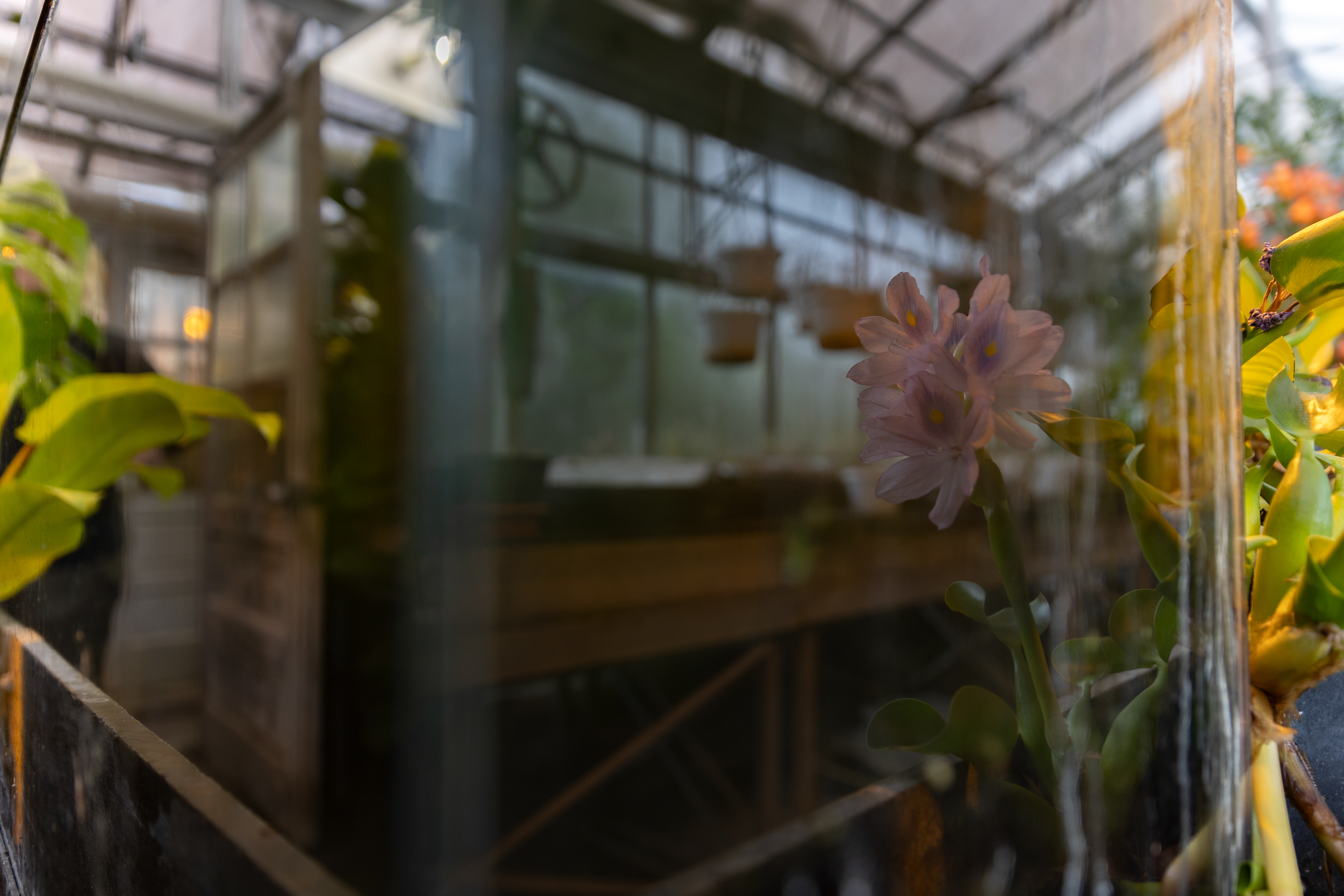 The reflection of a common water hyacinth, Pontederia crassipes, in a water tank at the Botanical Research building, Ohio University, Athens, April 12, 2024.