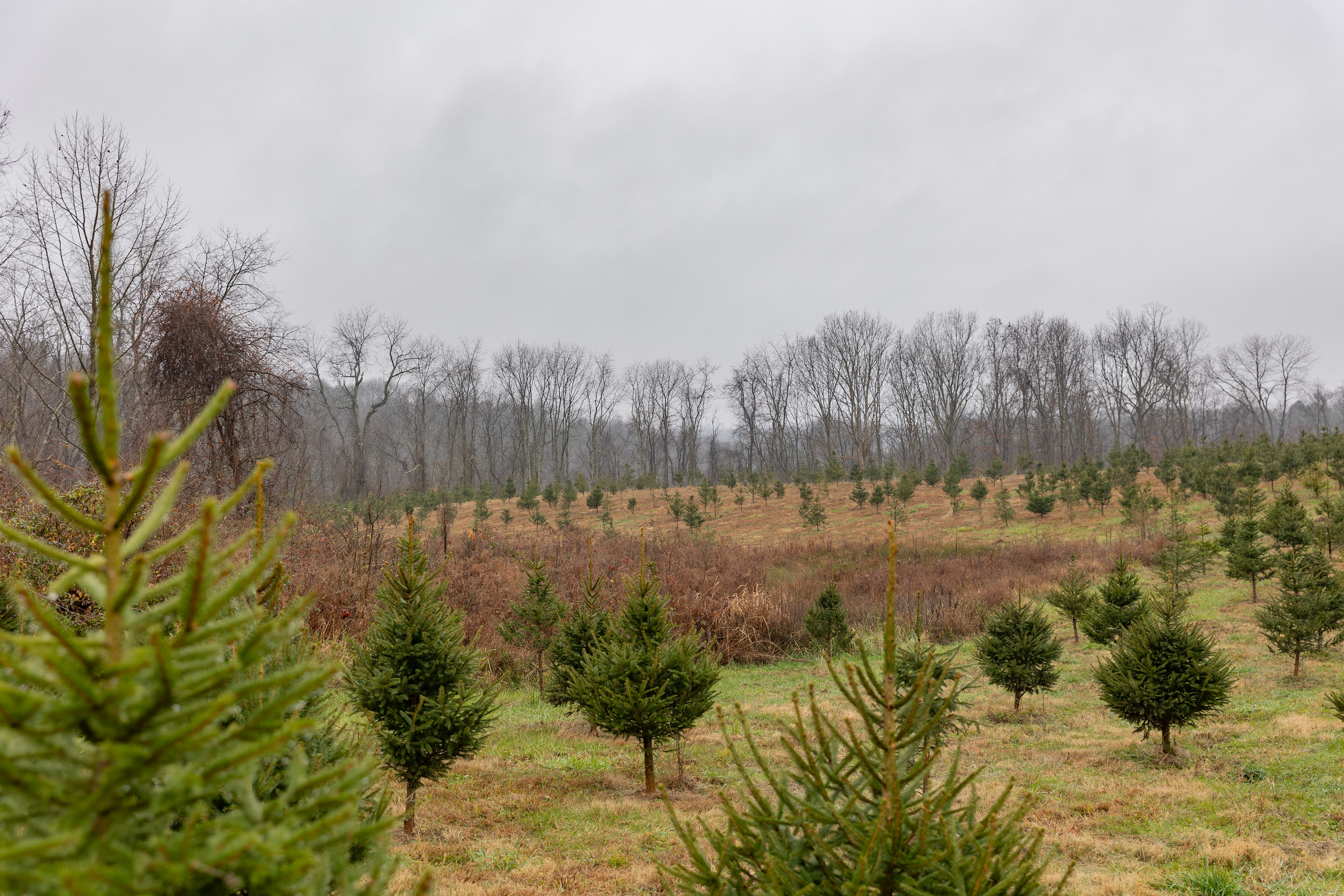 As Fall comes to an end, people race to prepare for Christmas. Holcomb Tree Farms in Albany, Ohio, opened November 24, and by December 5, the pine trees were mostly gone. "We get a few stragglers later on in December, rushing to get a tree, but most of our customers are here as soon as we open," explained Bill Holcomb, the owner of the farm. Holcomb Tree Farm specializes in Norway Spruce pine trees, though Holcomb does want to expand to white pine in the future. "Every year I want to add 300 to 400 more trees," Holcomb said.