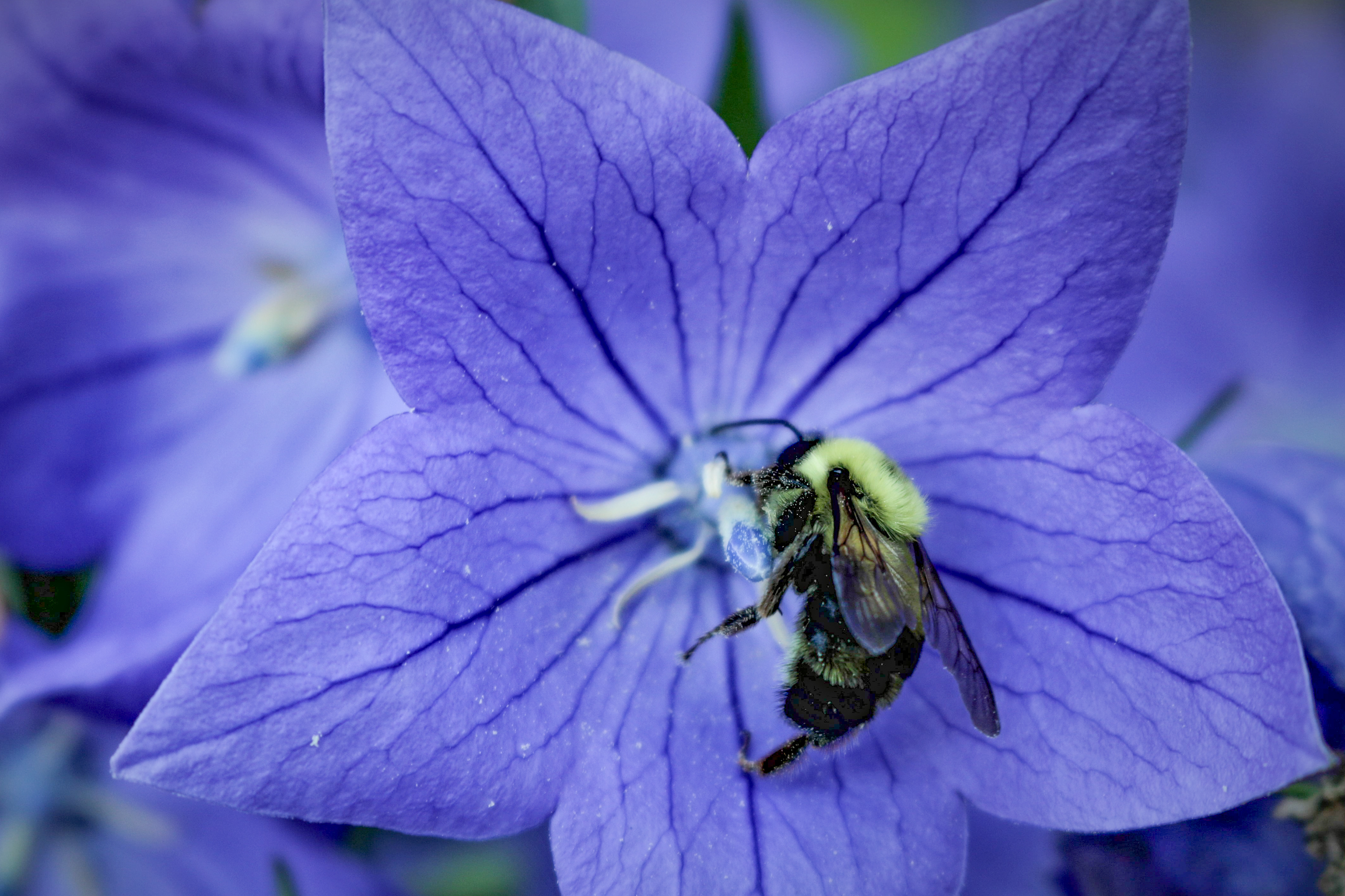 A bee pollinates a Balloon flower June 28, 2021, Hamden, Ohio.