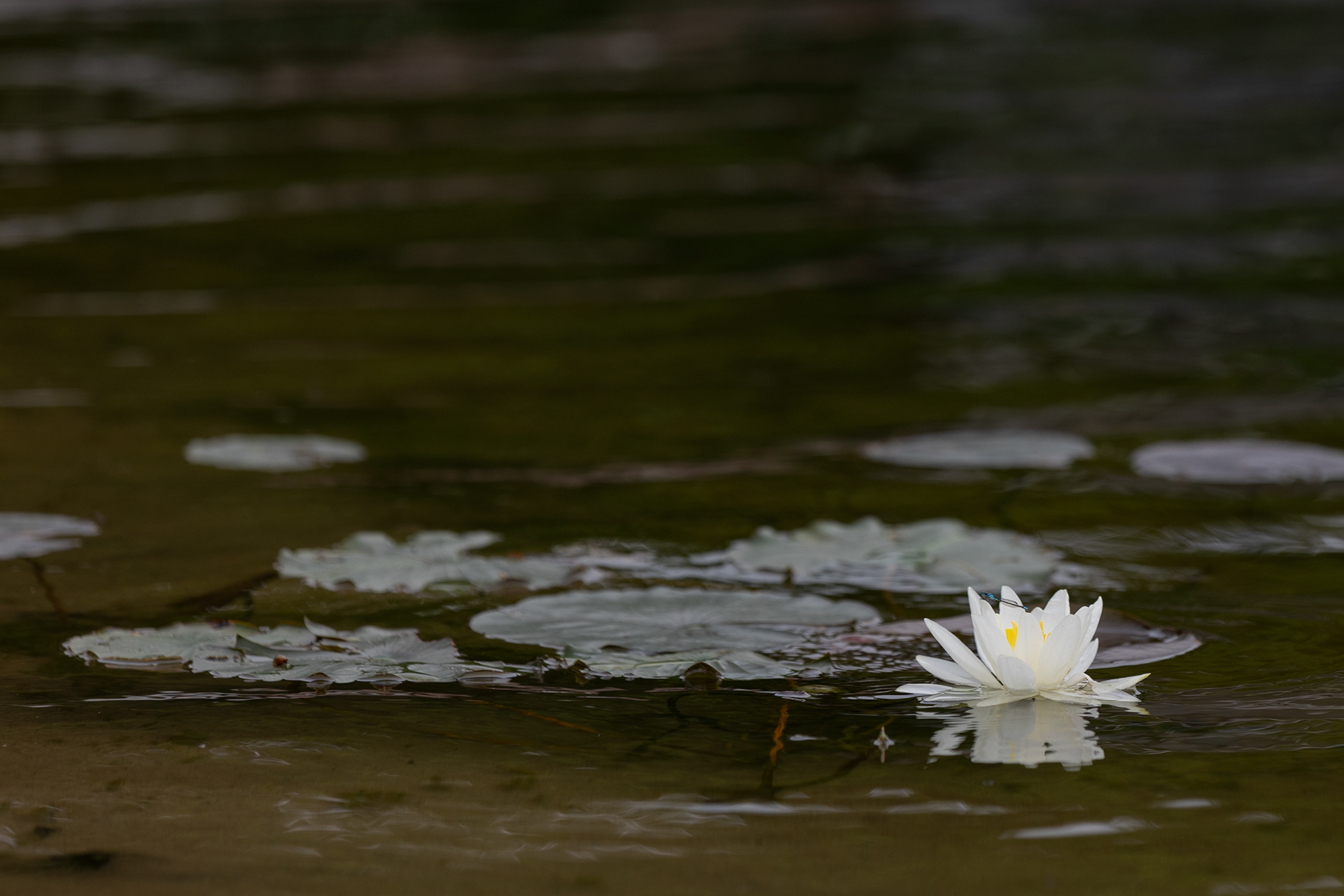A lily flower floats in the water among a cluster of lilypad plants, Gowen, Michigan, June 5, 2024. 