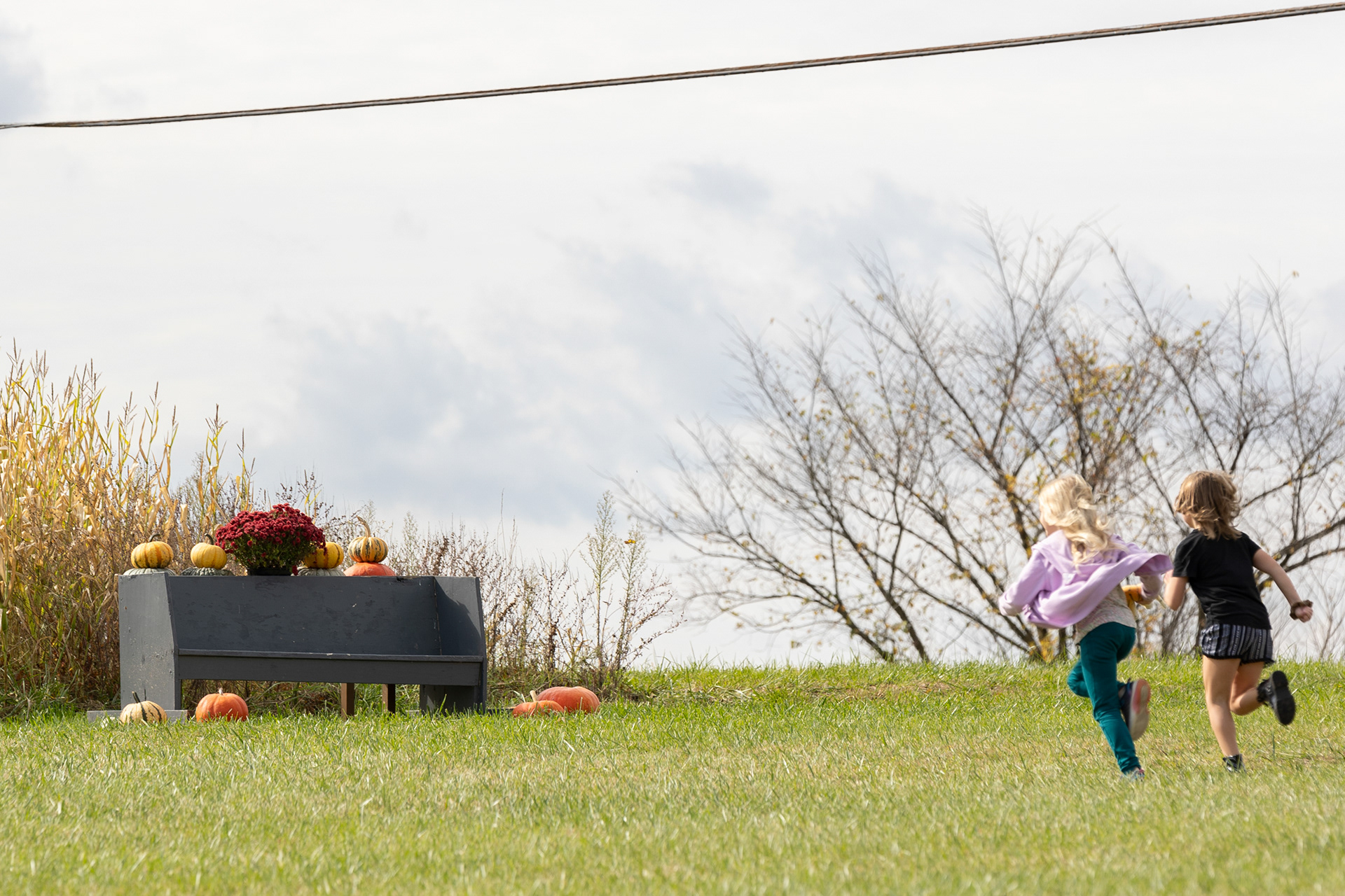 Two kids run across a field to a corn maze at Libby's Pumpkin Patch in Albany, Ohio, Oct. 21,  2023.