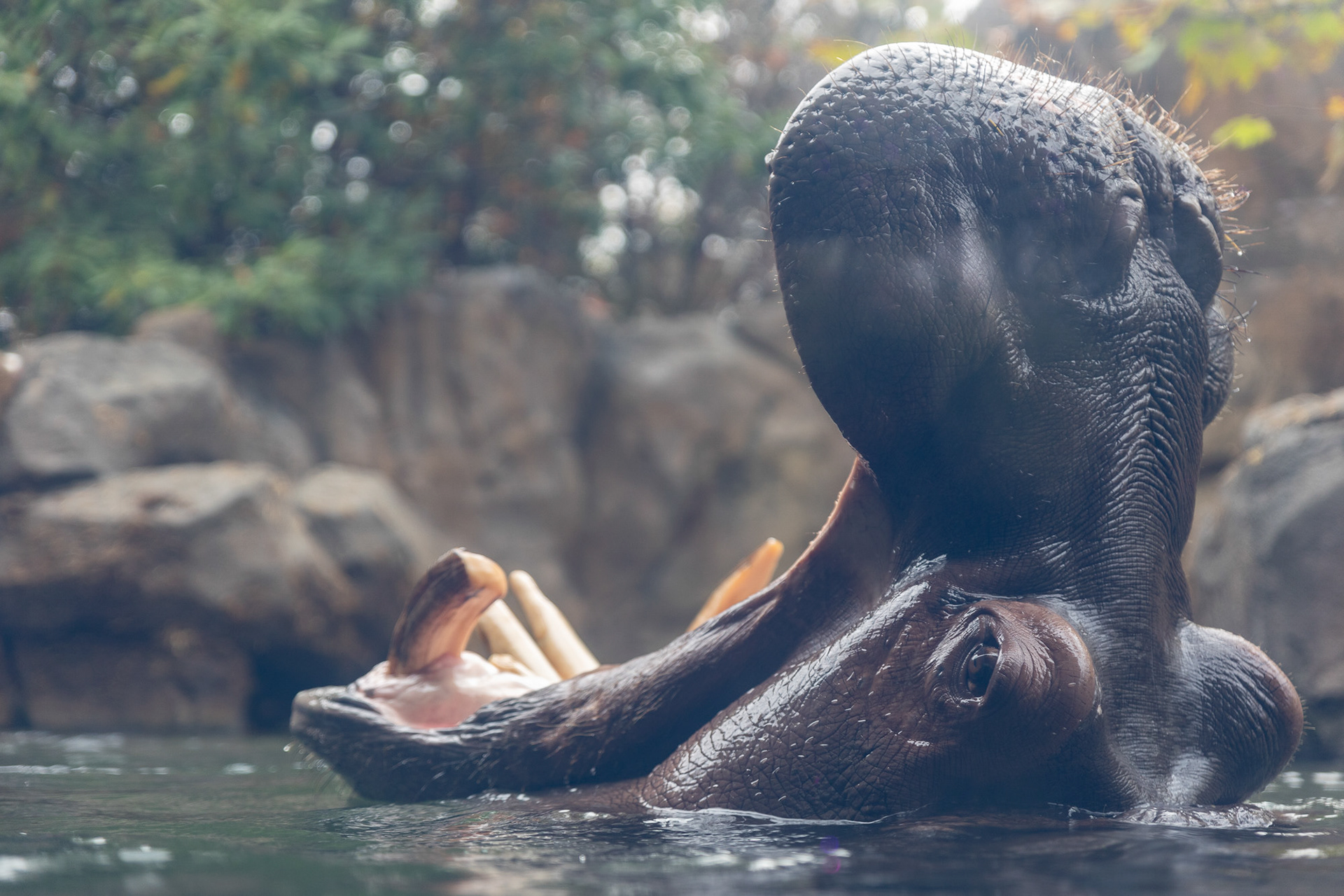 Fiona the Hippo breaches the surface of the water in her habitat at the Cincinnati Zoo Nov. 17, 2023, Cincinnati, Ohio. 