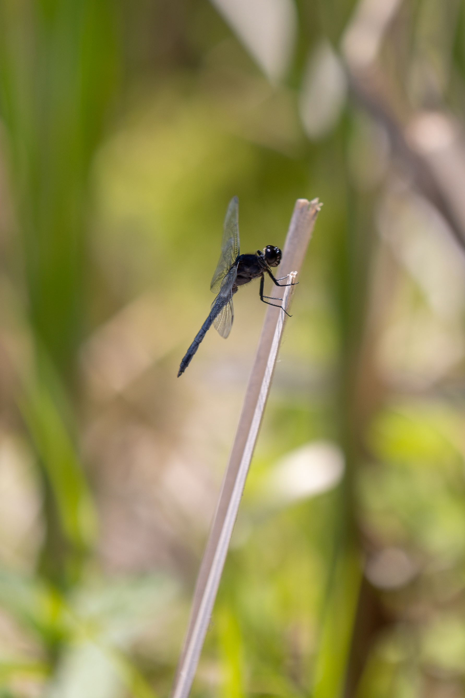 A dragonfly rests on a reed near the water, Gowen, Michigan, June 12, 2024.