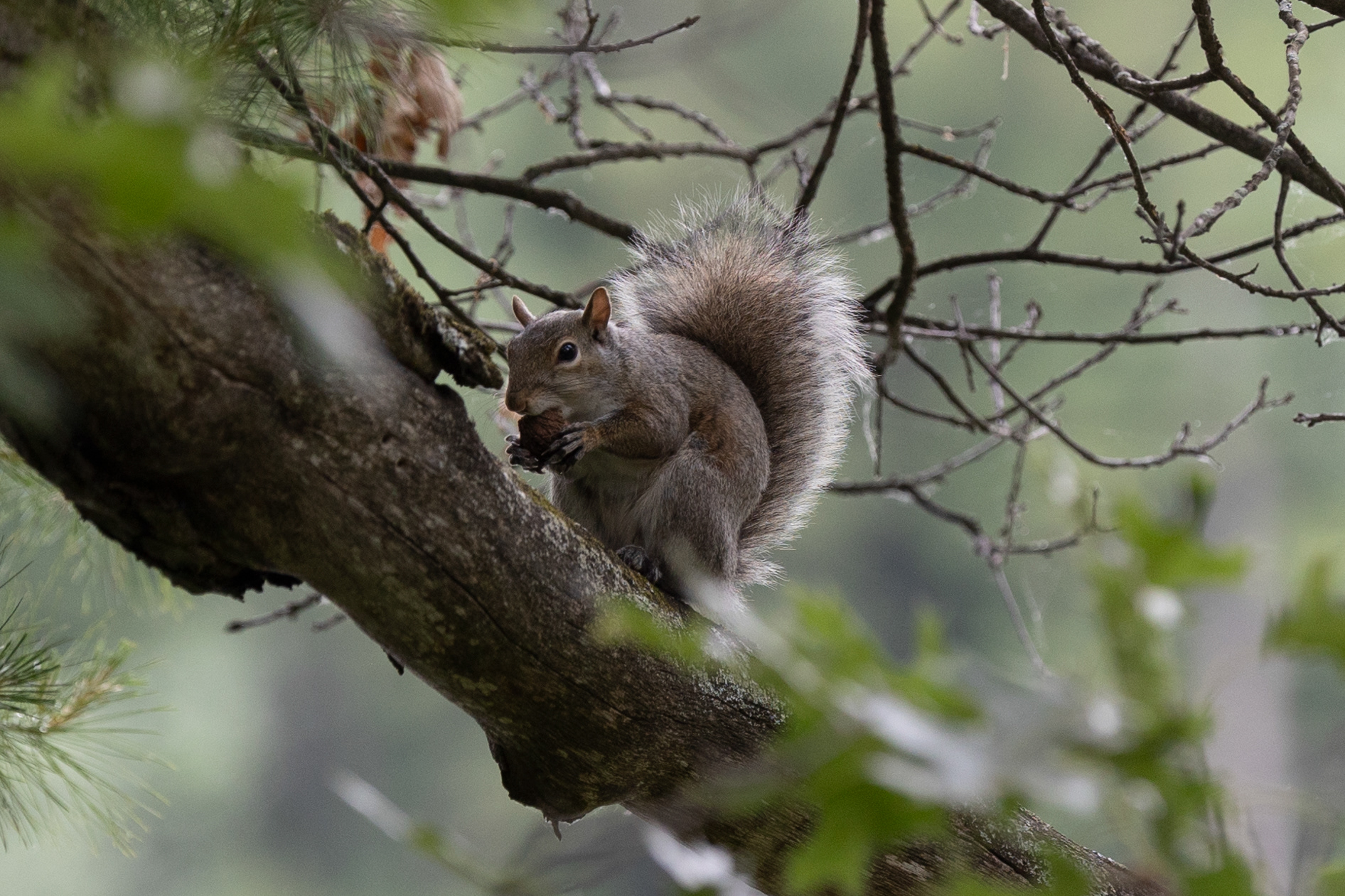 A gray squirrel eats an acorn as it sits in a tree, Gowen, Michigan, June 6, 2024.