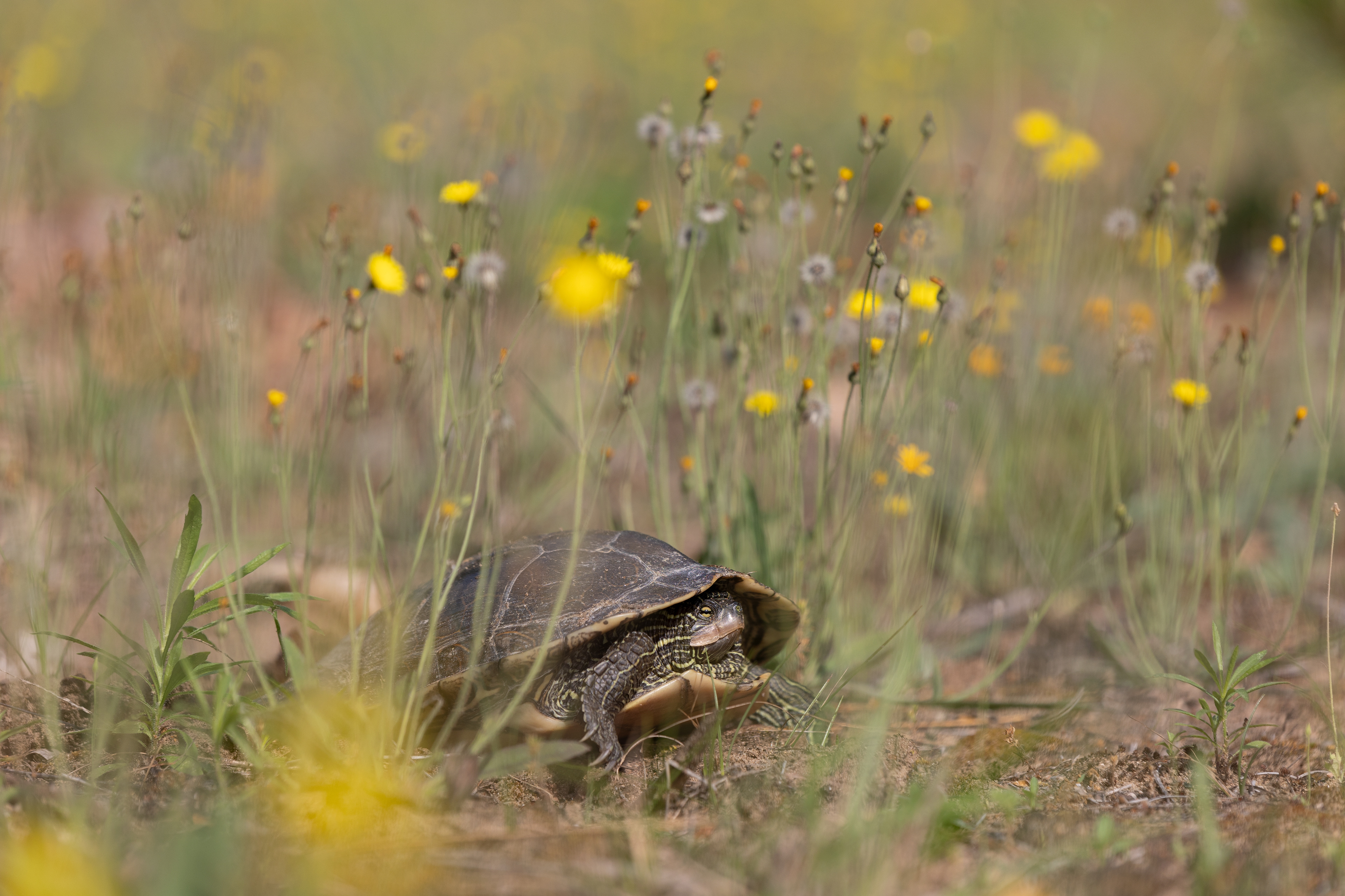 A Painted Turtle rests among the wild flowers after digging a hole to lay her eggs, Gowen, Michigan, June 4, 2024. 