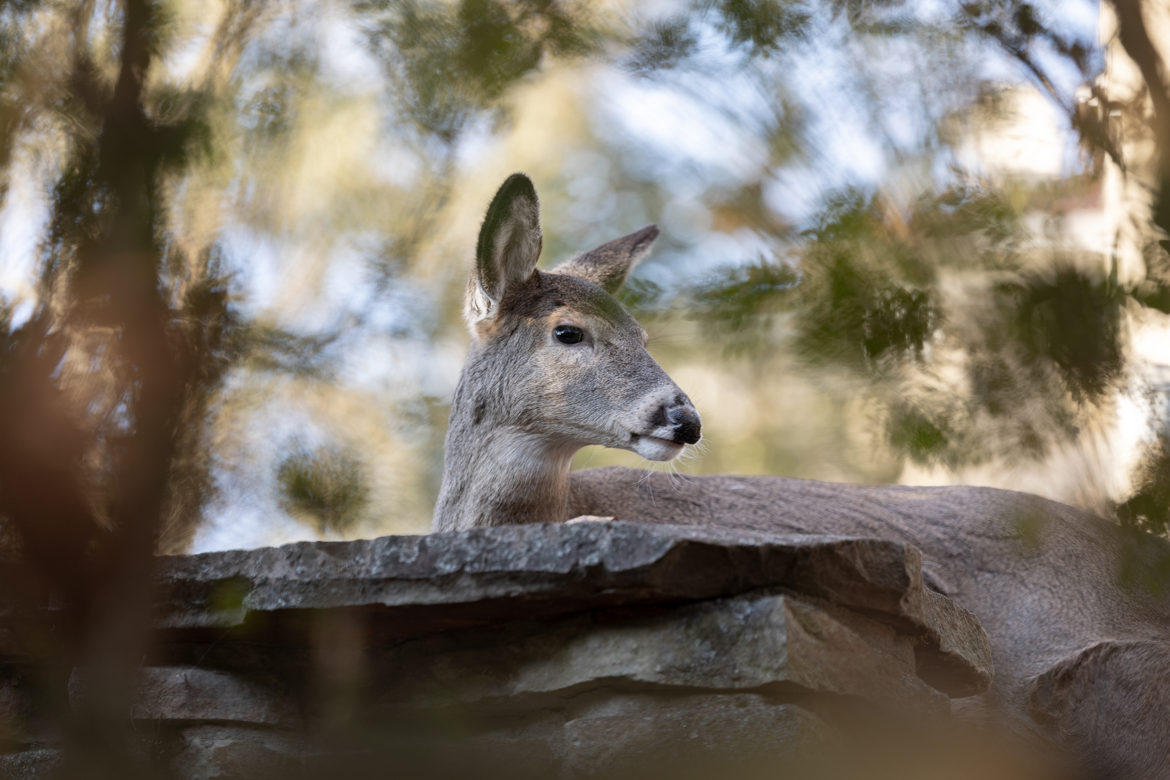 A doe looks towards a noise in a nearby bush Nov. 16, 2023, Athens, Ohio.