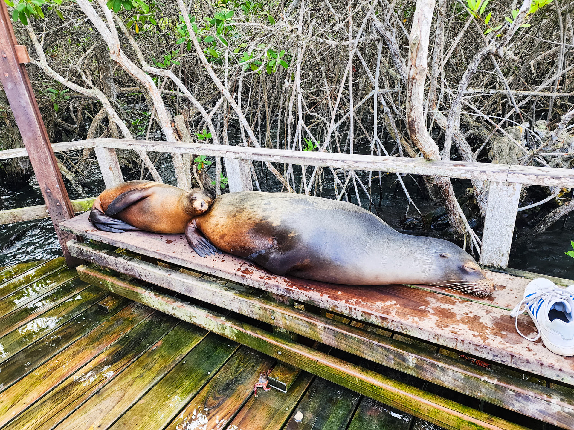 Sea Lions