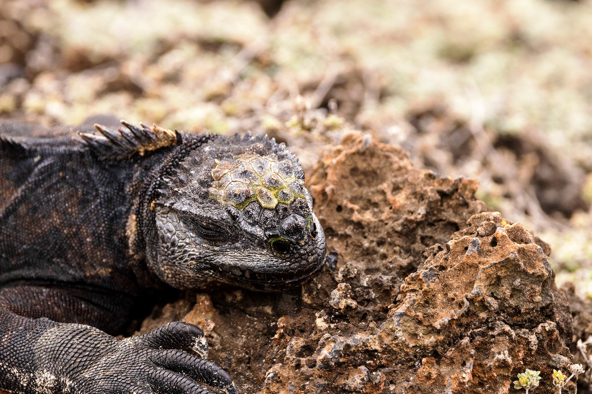 Marine Iguana