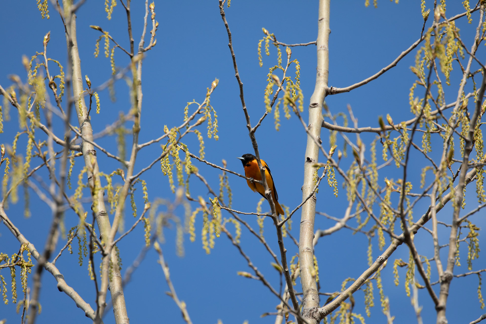 Baltimore Oriole (M)